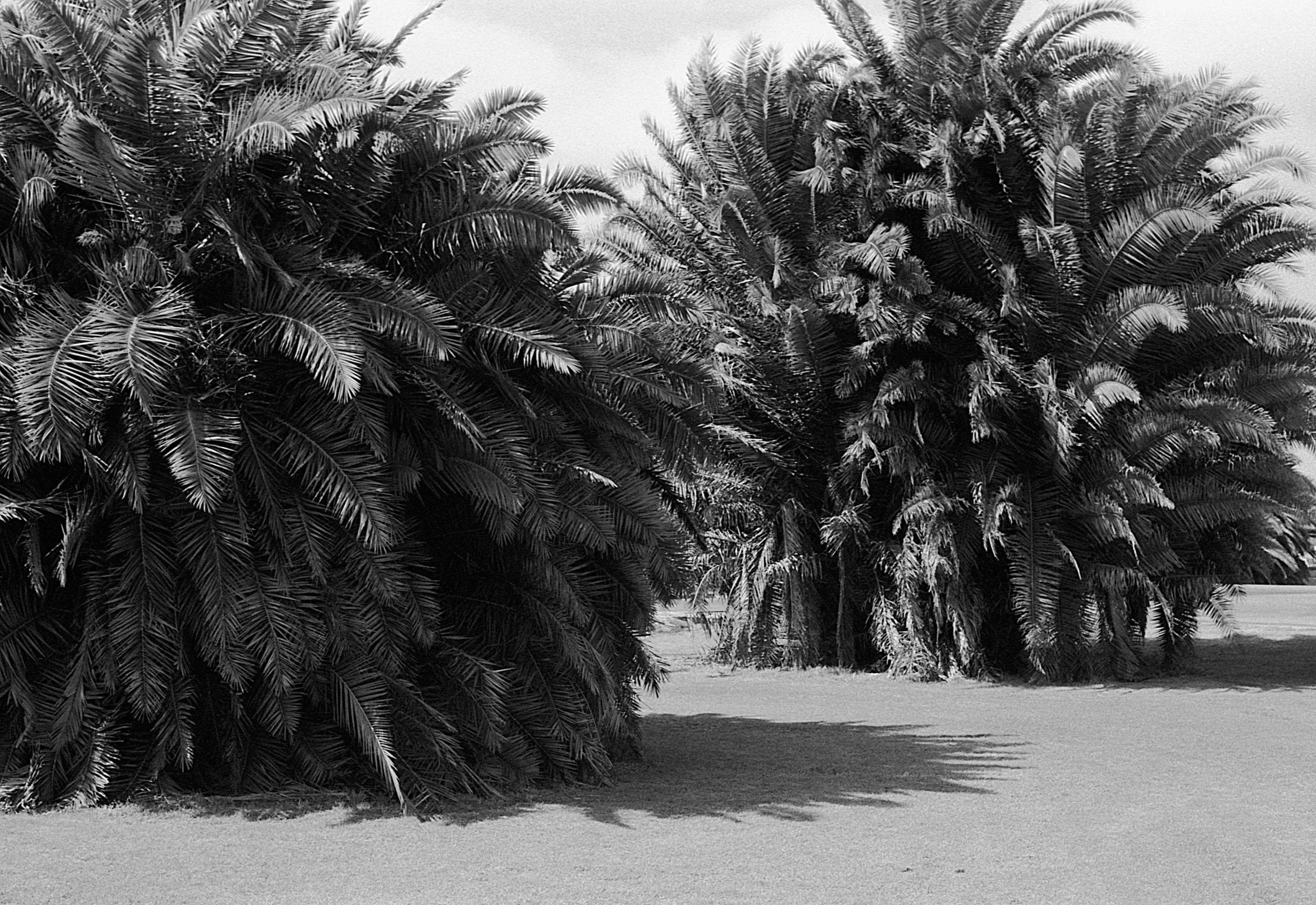 Stephen Clarke Big palms San Diego 1987.jpg