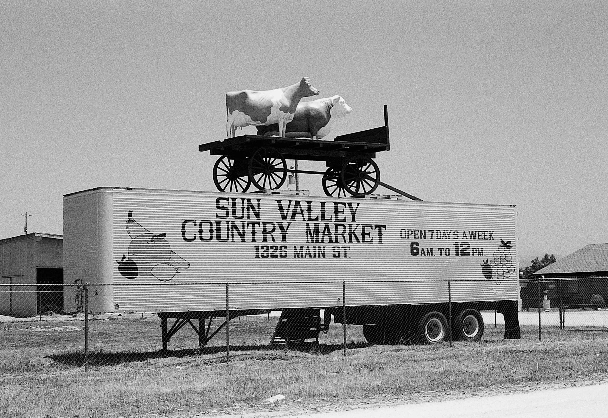 Stephen Clarke Sun Valley Cows 1987.jpg