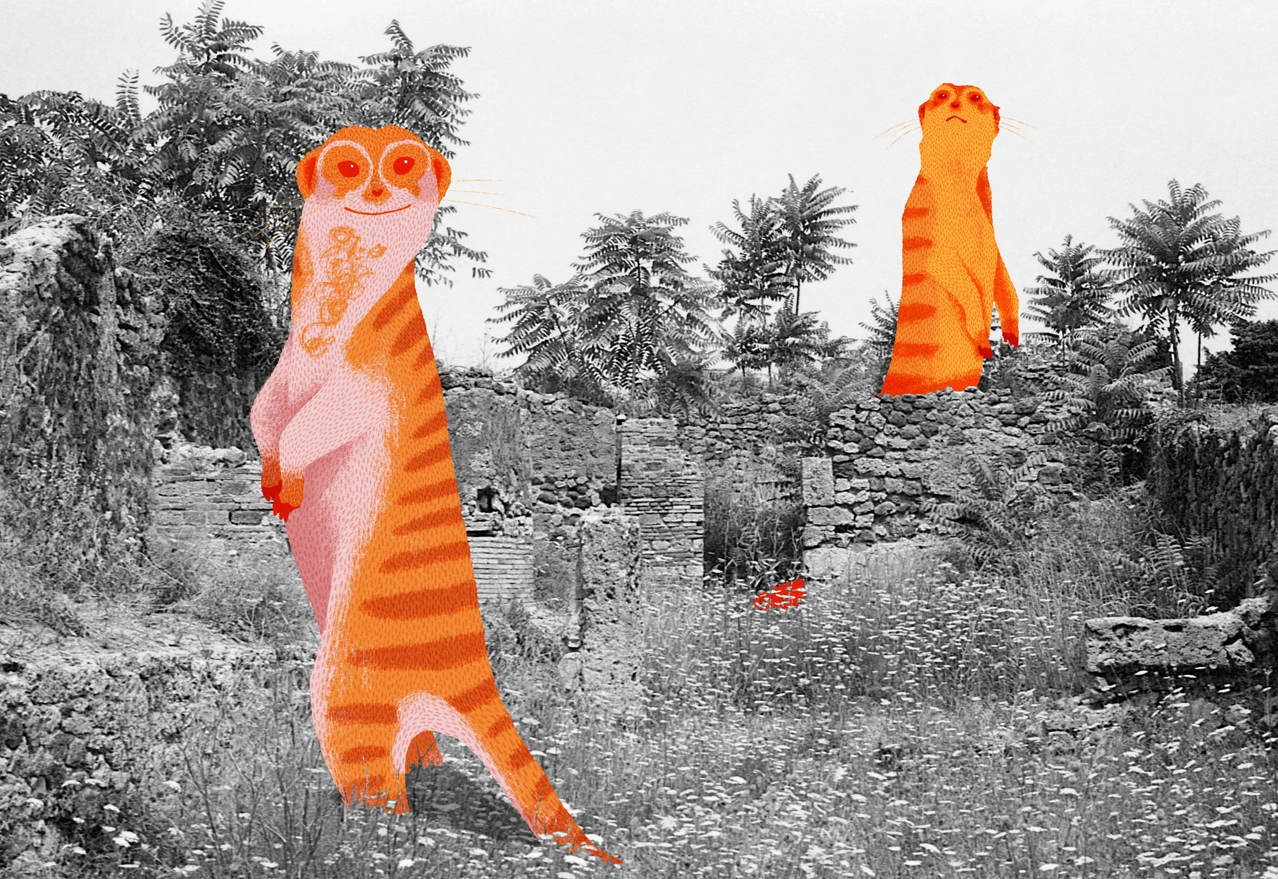 Steph Coathupe and Stephen Clarke Up Deva Meerkats 2023.jpg