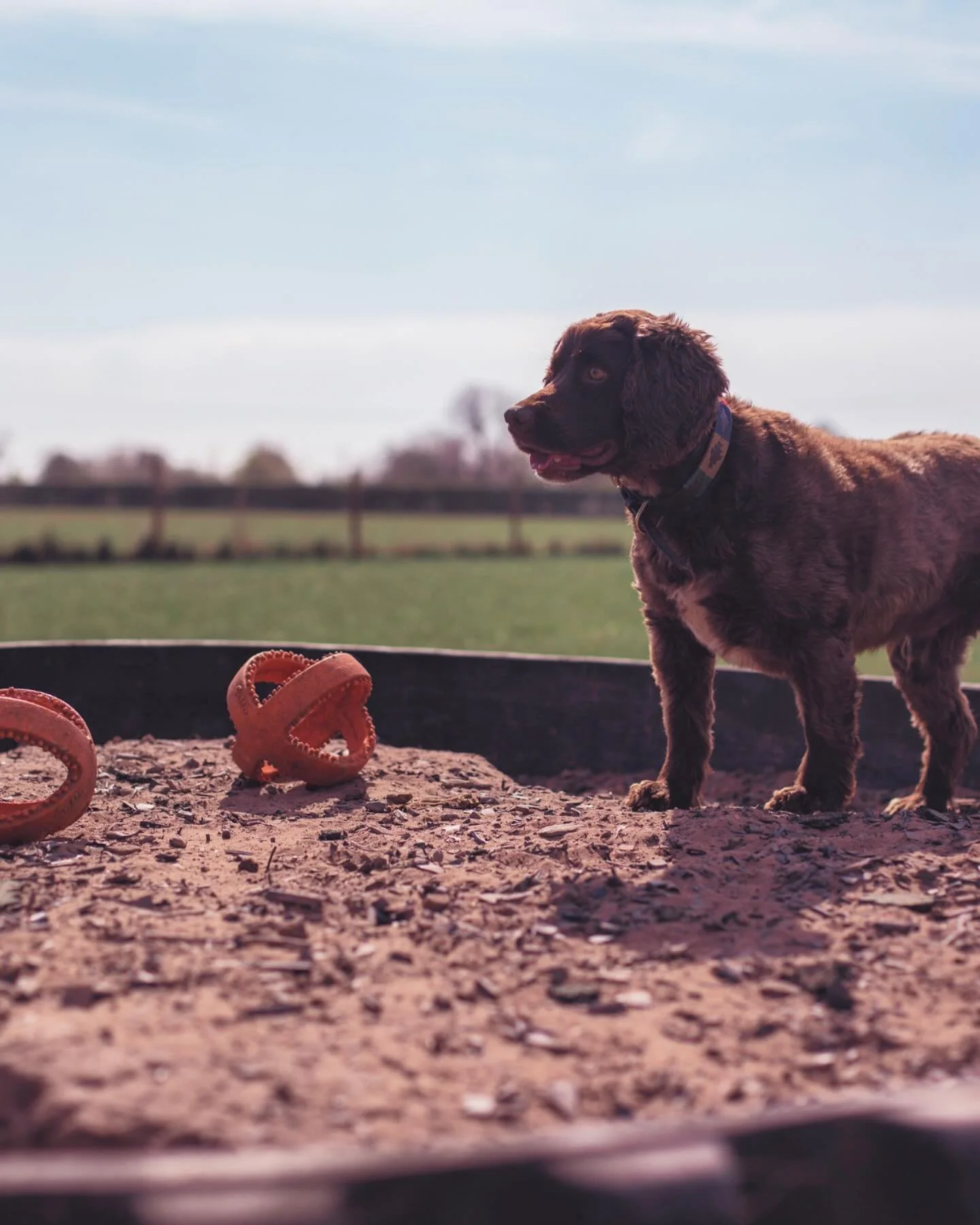 Happy Friday from Healey and the gang here at The Paddocks! 🐾 Whether you&rsquo;re visiting us at Bassingbourn or Duxford - or off on your own adventure - we hope you and your pups have a tail-wagging weekend! 🌞🐶

.
.
.
#ThePaddocksLife #DogFieldF