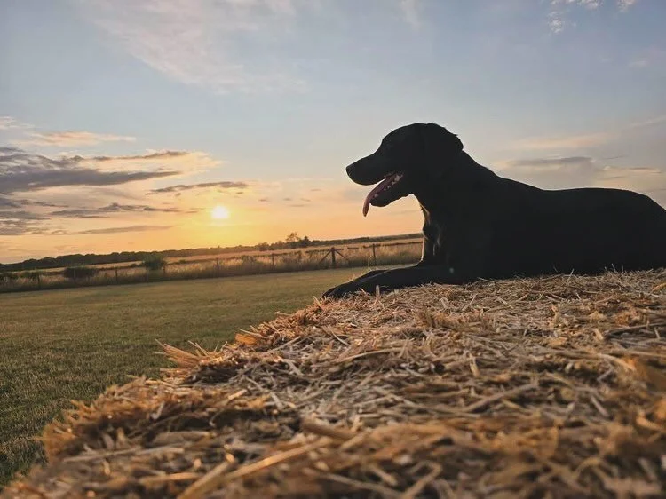 Golden hour, happy pups, and a few cheeky humans having a go too 🌅🐶 

Thank you to one of our lovely customers who shared these gorgeous snaps from their recent sunset visit to our Bassingbourn Paddock - and yes, we see those little legs on the dog