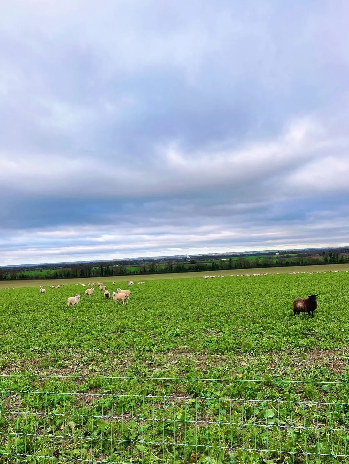 Sorry we&rsquo;ve been a bit quiet on here lately - it&rsquo;s been a very busy couple of months! 🐾✨ but we&rsquo;ll be back to sharing more updates again now, along with plenty of lovely pictures of your wonderful doggies enjoying the paddocks! 🐶 