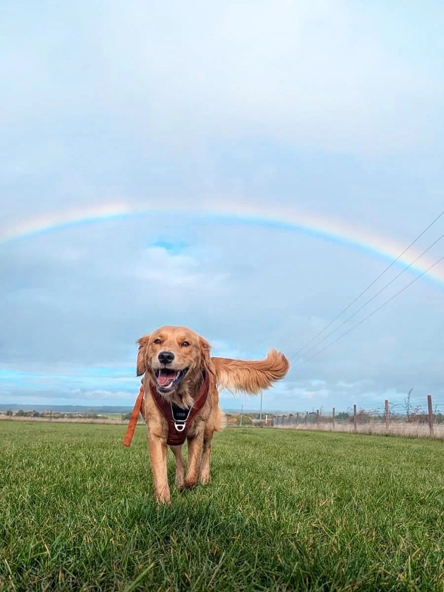 A little throwback to this magical moment in the paddock a few weeks ago - a rainbow and some very happy pups 🌈 🐶 

Shoutout to @doodles_daycare for the fab snaps 📸 if you want to see your pup featured on our socials then send us over your pics vi