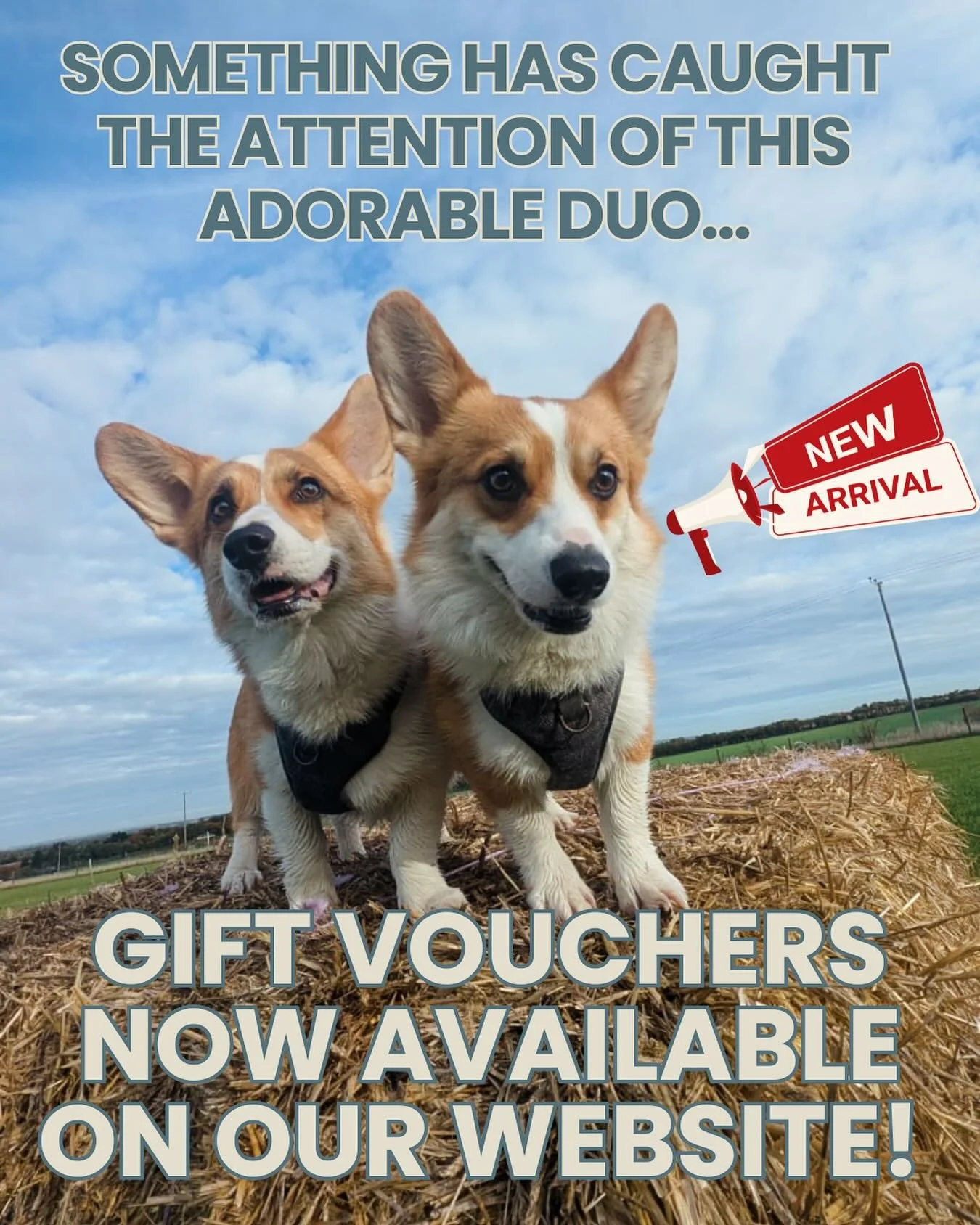 Looking for the perfect gift for your dog-loving loved one? Or for the dog who truly has everything? We&rsquo;ve got you - gift vouchers are now available on our website! 

Give the gift of endless zoomies 🎁🐶🐾