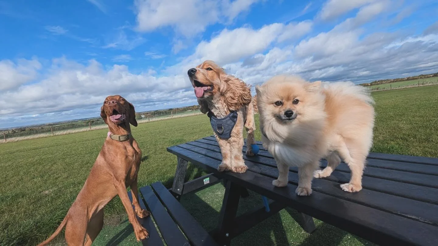 Wind in their ears and smiles on their faces 💨🍃 just another breezy day at The Paddocks 🐶🐾