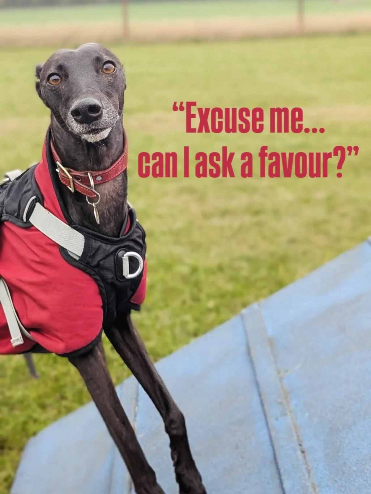 How would you feel about making me poorly? 🐶🤒

As a community of dog lovers, I imagine the answer to that question would be &ldquo;not good!&rdquo;

We continue to receive reports of lots of poo left behind in the paddocks, and more recently, sick 