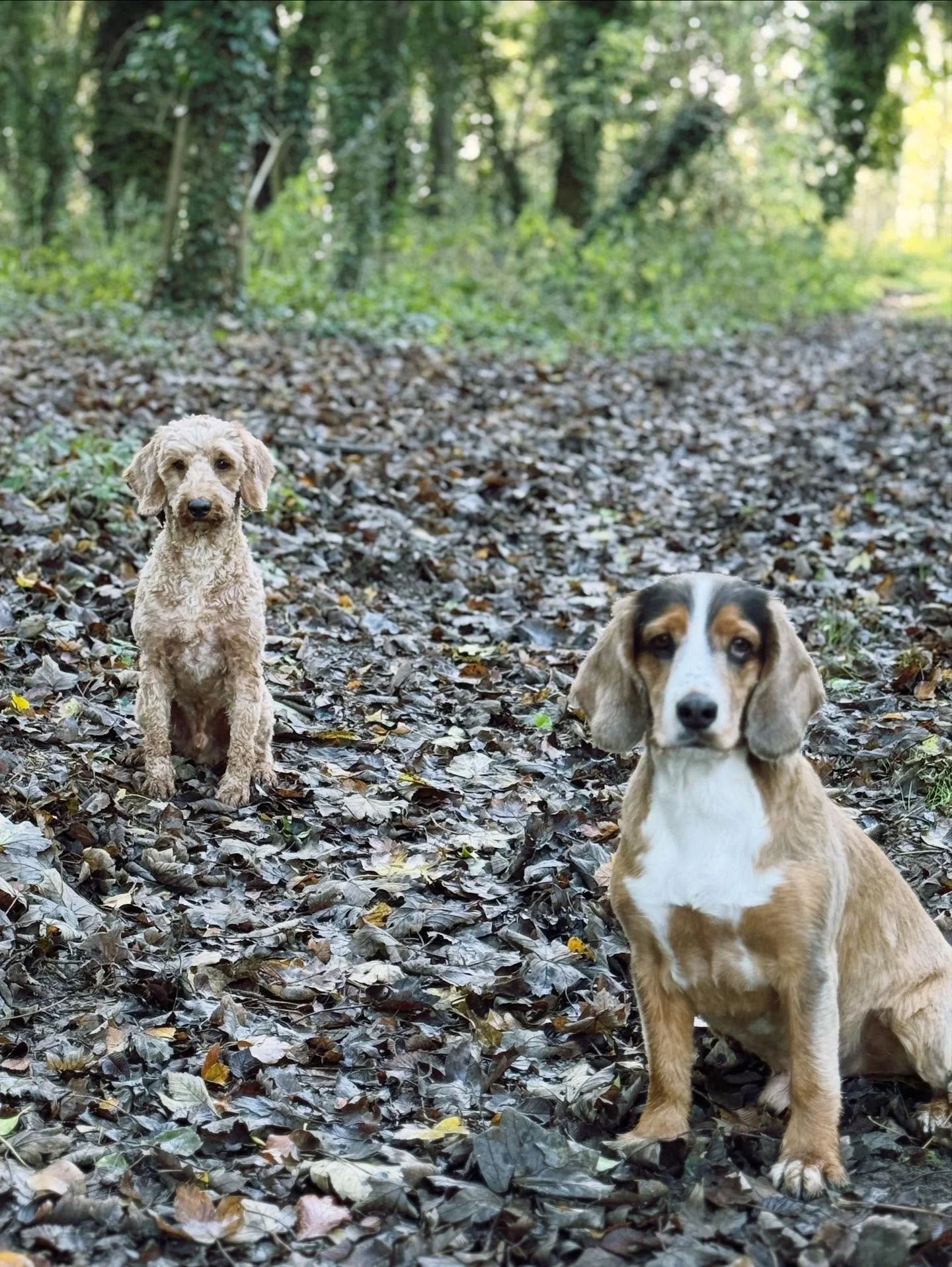 🎄✨ Merry Christmas &amp; Happy New Year from our pack to yours! ✨🎄

What a year it&rsquo;s been at The Paddocks! From taking over management of the Bassingbourn Paddock, to opening the gates at the Duxford Paddock, we couldn&rsquo;t have done it wi