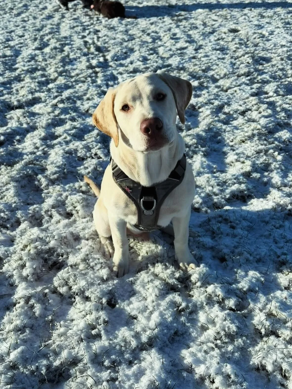 Some pics of the gorgeous duo Luna &amp; Stanley enjoying a snowy day at our Bassingbourn Paddock earlier this week 🐶 snowy zoomies just hit differently don&rsquo;t they?! 😍❄️ 

Thanks so much for sharing them with us @luna.and.stanley 

.
.
.
#The