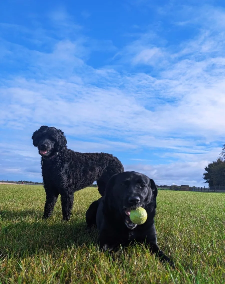 A little throwback to bluer skies&hellip; because wow, it&rsquo;s wet out there 💙☔️

Captured by @doodles_daycare 🐾🐶

.
.
.
#DogField #SecureDogField #HappyDogs #DogLife #DogsofInstagram SouthCambs SouthCambridgeshire CambsDogs DogWalkersOfCambs W