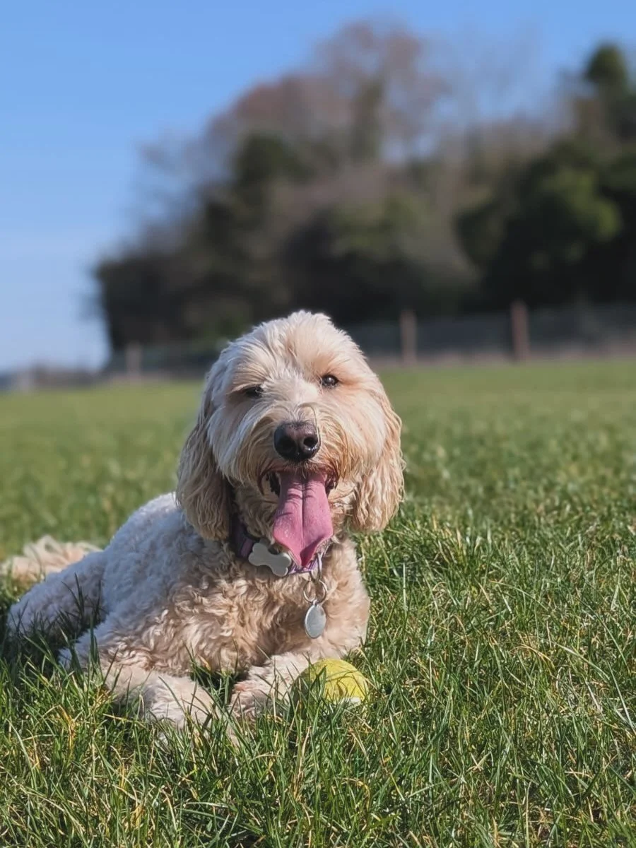 We&rsquo;ve been loving all the recent snaps of your dogs enjoying this glorious burst of sunshine! It really is an instant mood booster isn&rsquo;t it?! ✨☀️ 

Thanks @doodles_daycare for these gorgeous pictures at our Duxford Paddock - nothing beats