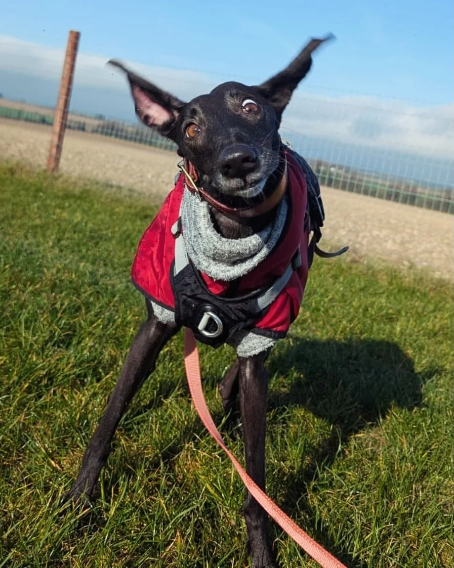 POV: when someone says it&rsquo;s Friday and you&rsquo;ve got The Paddocks booked 👀🤪

Happy almost-weekend to our wonderful clients - and especially @doodles_daycare for capturing this moment! 🐾 🐶 

.
.
.
#DogfieldsUK #SecureDogFields #DuxfordDog