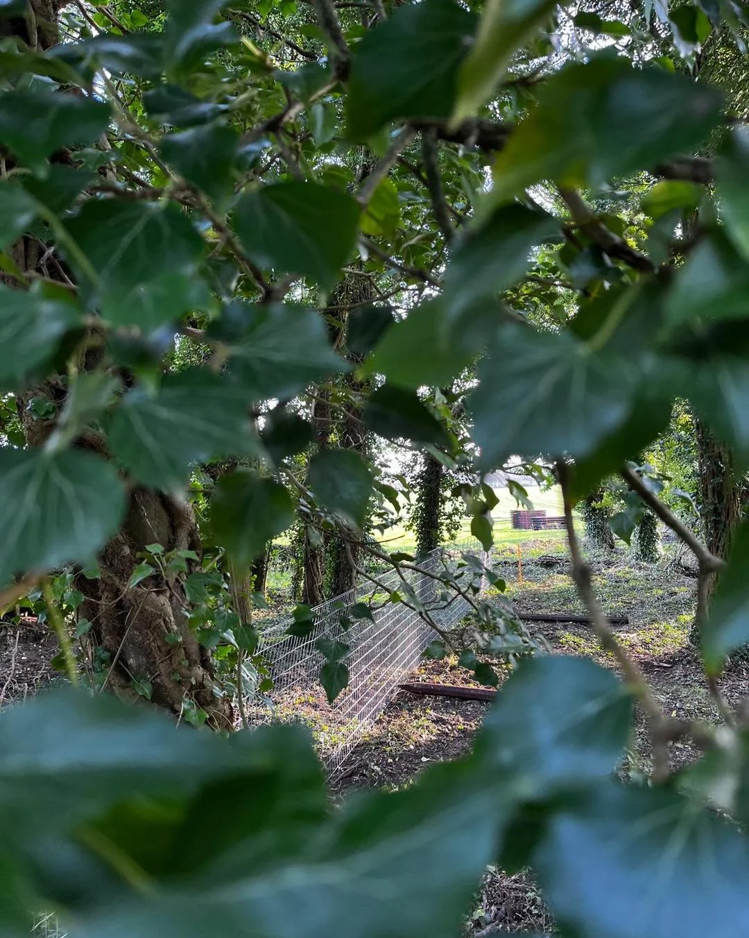 Shhh&hellip; 🤫 something exciting is happening at The Paddocks!

Team Paddocks have been very busy on a secret project recently 🚧 

Whilst Monty stays classy and calm&hellip; Tobes (in true Tobes style) has no chill and won&rsquo;t stop barking for