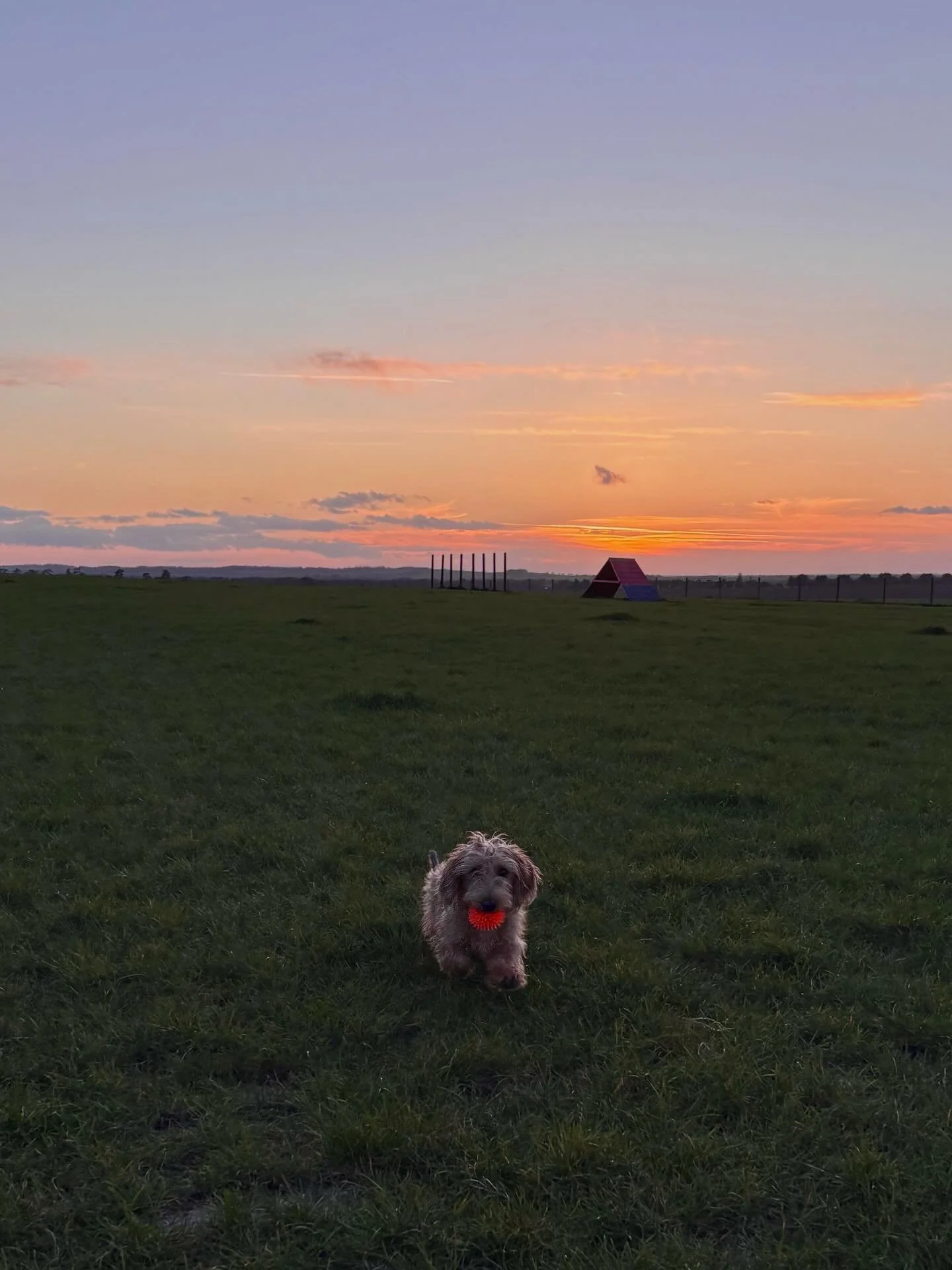 The very handsome Walter enjoying a golden hour game of fetch at our Duxford Paddock last week 😍 just look at that sunset! 🧡💜🩵💛

Thank you to @georgie.hay for sharing this fab snap with us! 🐾
