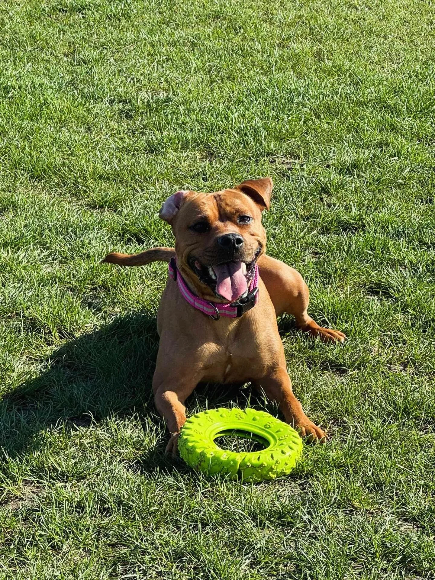 Meet the lovely Bella 😍 she found her favourite toy in the toy box at our Bassingbourn paddock - safe to say she was pretty happy with herself! 💚 

Thanks @janya_hutcheson for sending over this gorgeous picture to us!