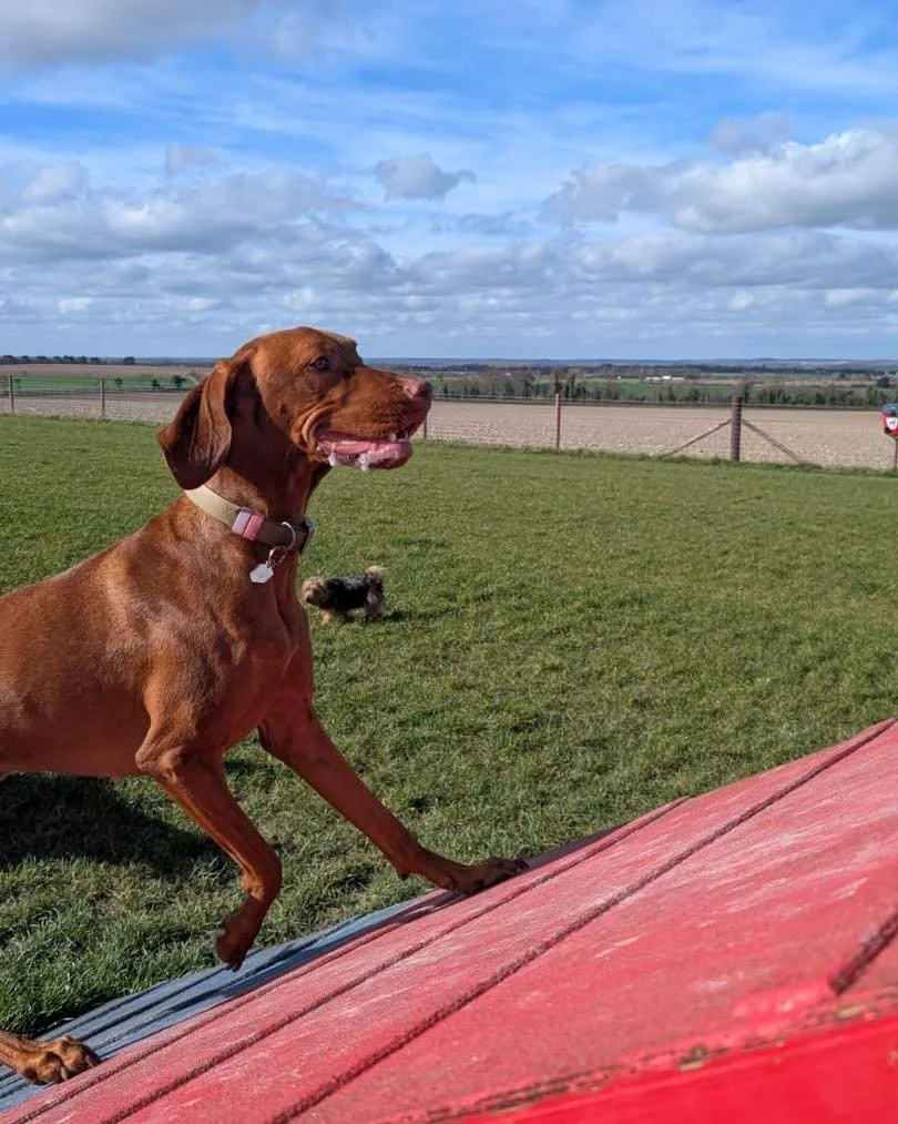 Climbing our way through Monday like&hellip; 😅

We hope everyone had a lovely weekend! 🐶 🐾 

.
.
.
#ThePaddocks #offleadadventures #SecureDogField #happydogshappylife #happydogshappyowners