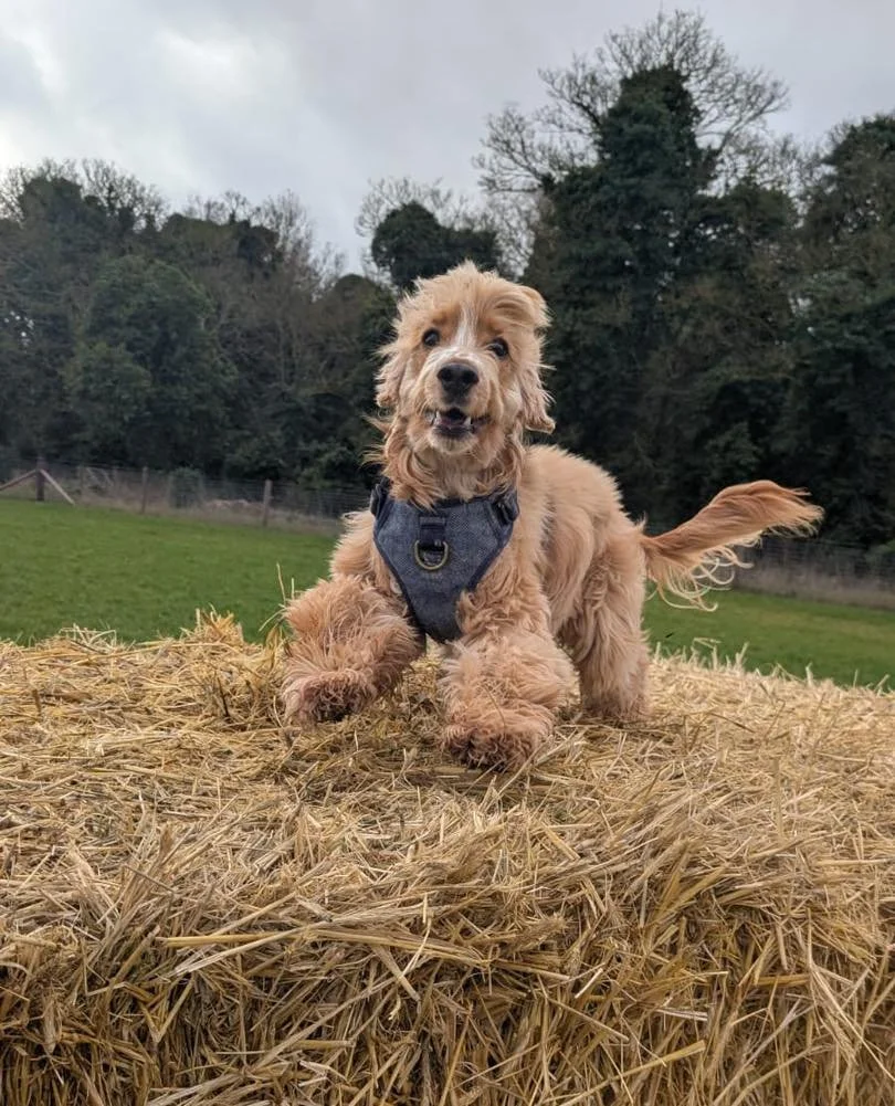 Happy Wednesday! 🐾
Who doesn&rsquo;t love a good straw bale photo? Here are a few to brighten your day 😍🐶

.
.
.

#offleadadventures #SecureDogField #happydogshappyowners #cambridgeshiredogs #happydogshappylife