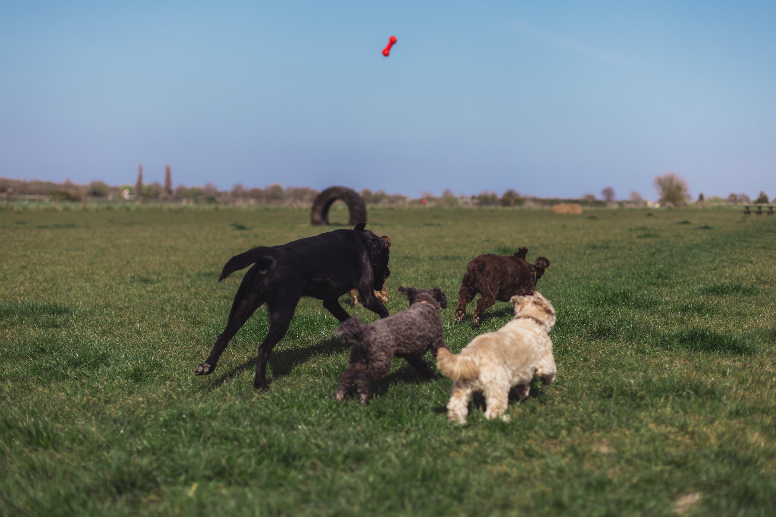 Dogs-934.jpg