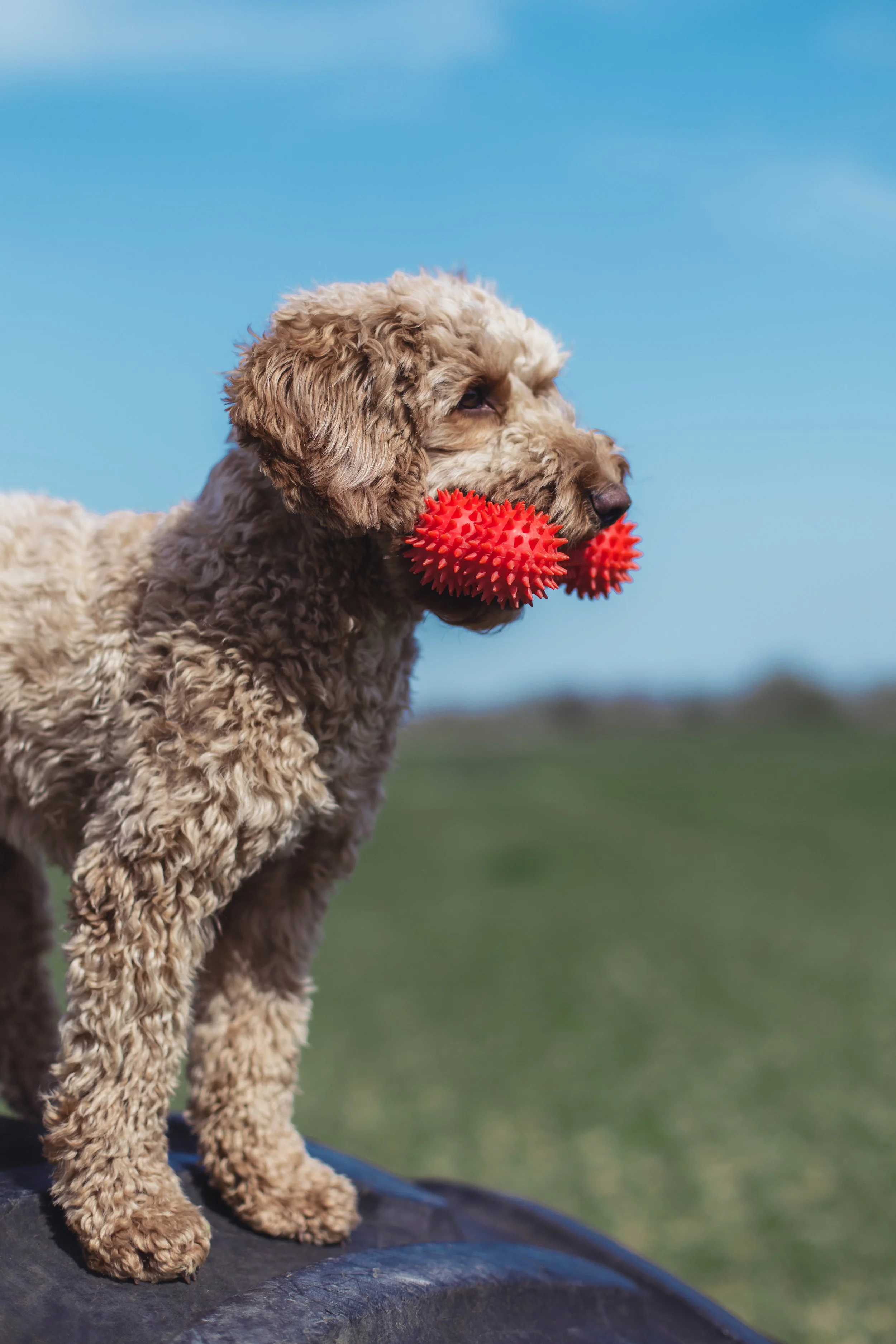 Dogs-834.jpg