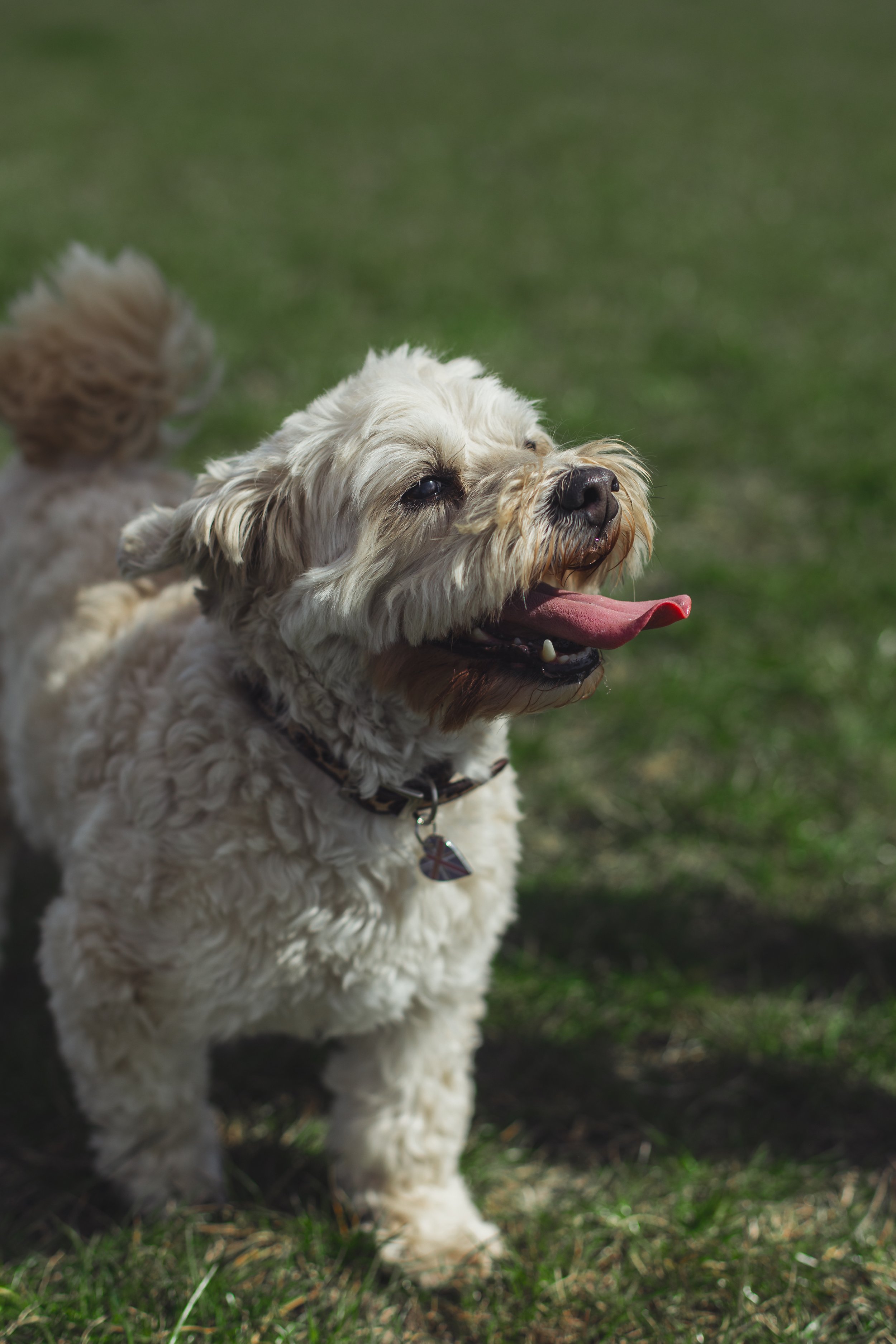 Dogs-114.jpg