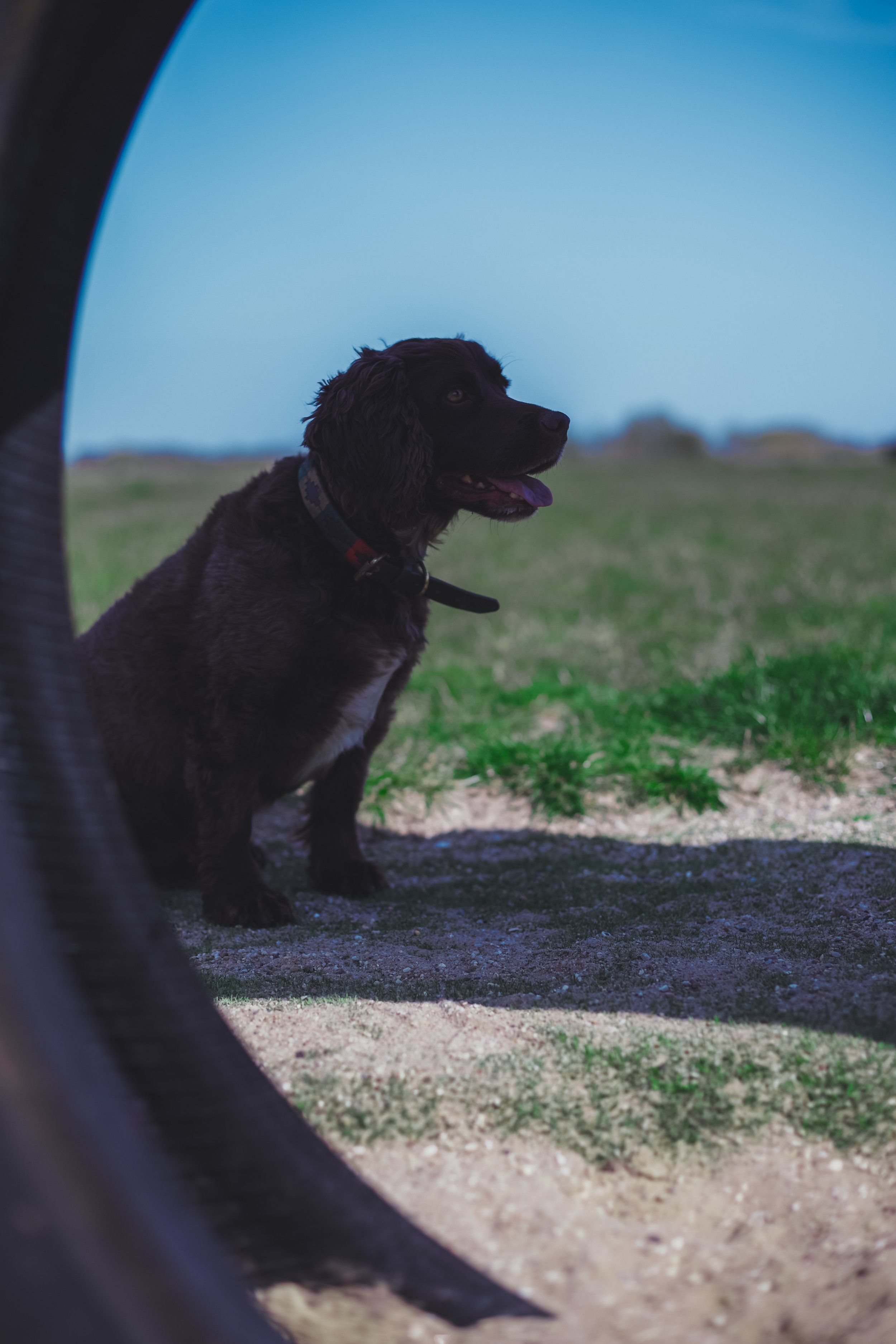 Dogs-819.jpg