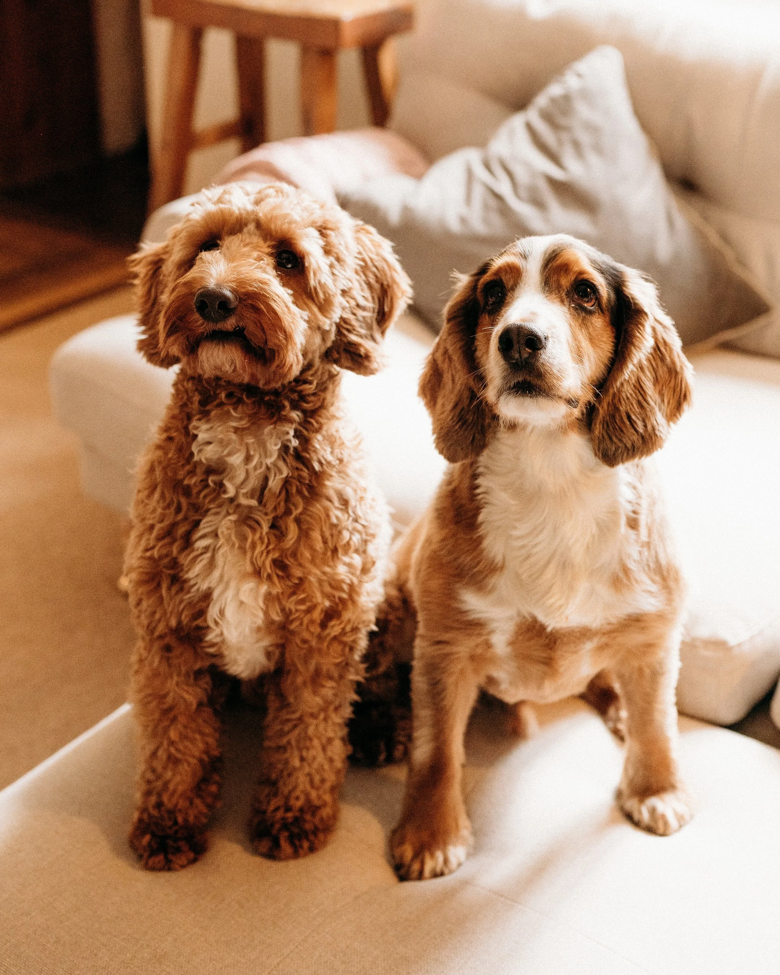 Dogs who use a secure dog field in Cambridgeshire