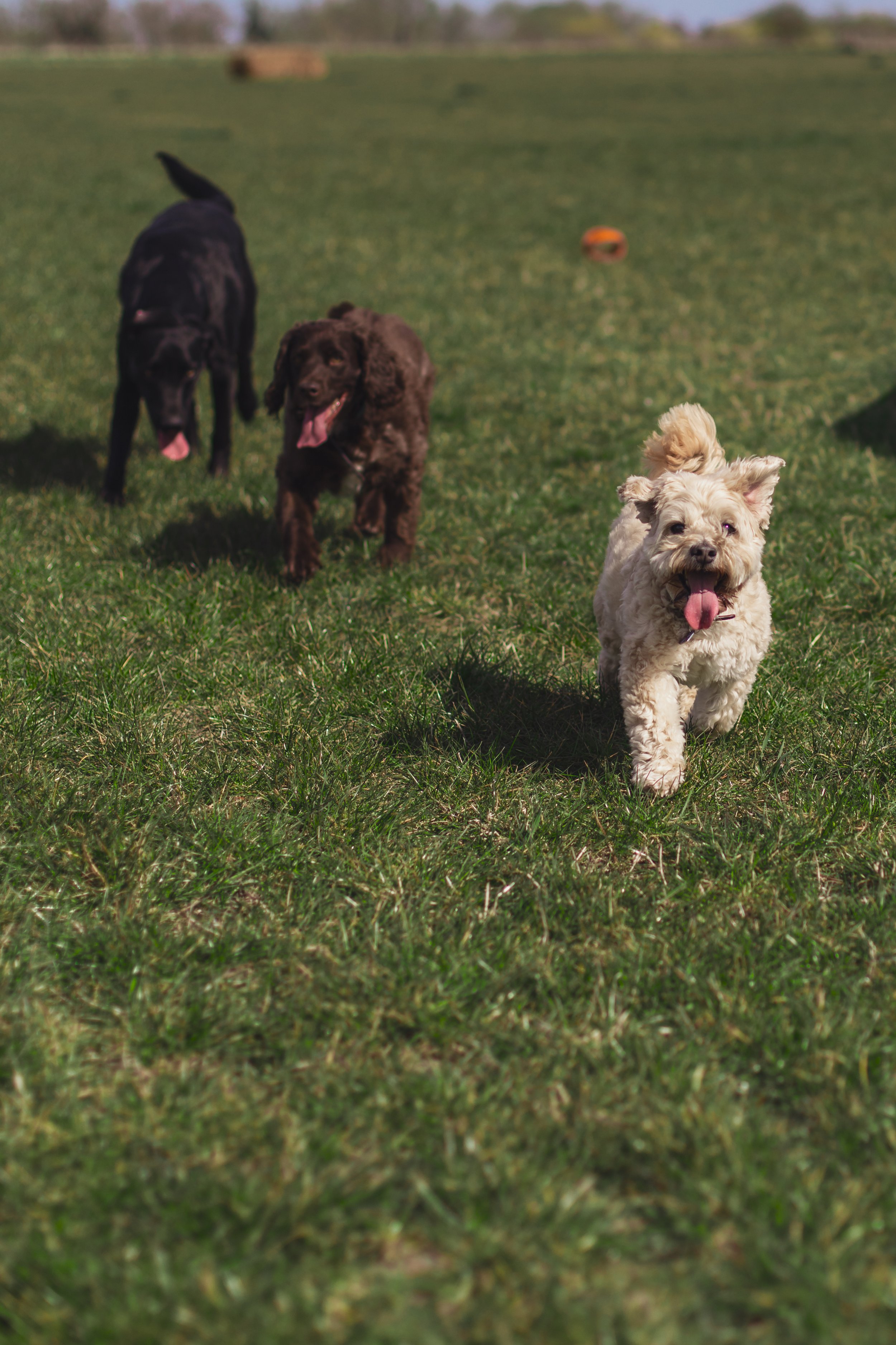 Dogs-1012.jpg