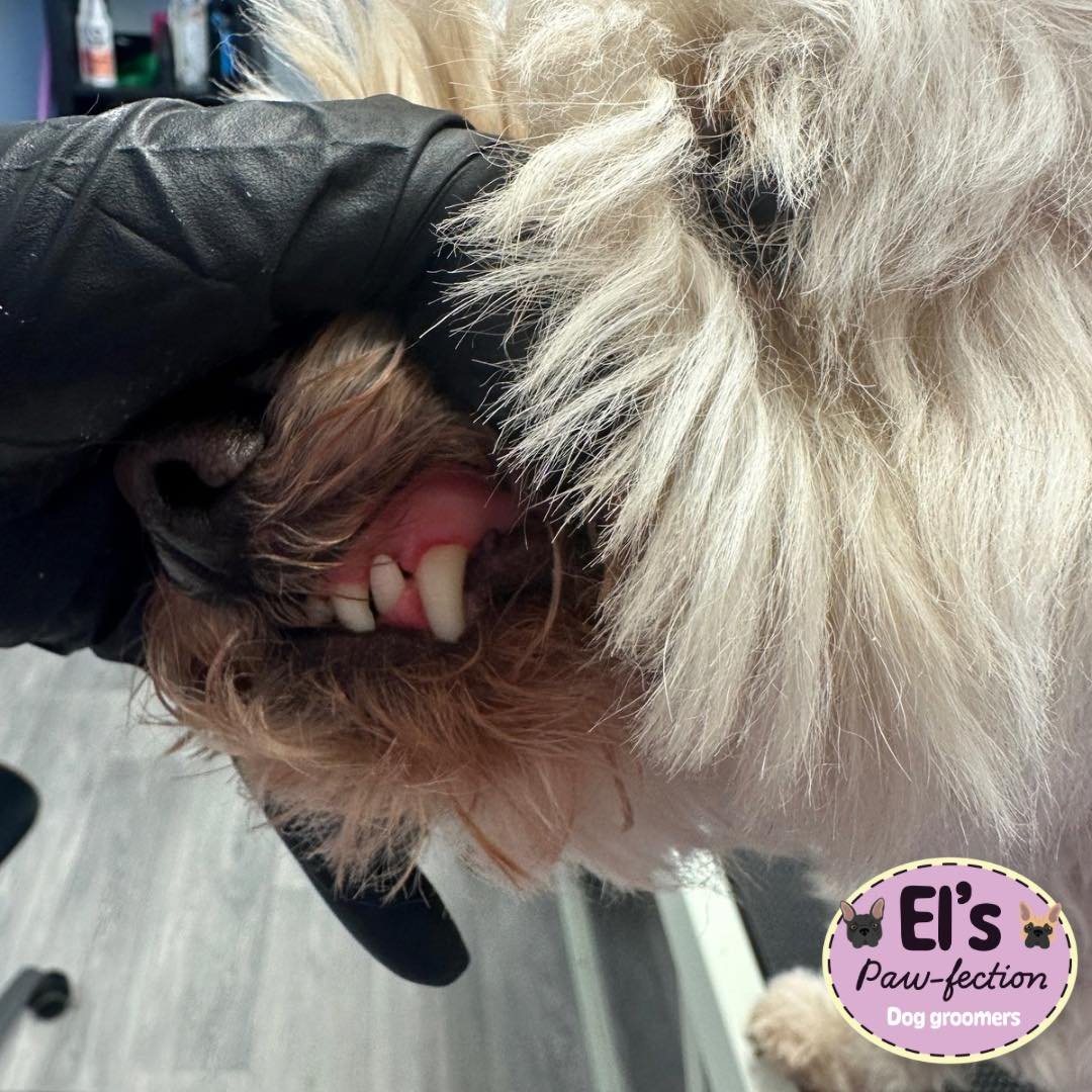 Cheeky before and after of Charlie&rsquo;s half a session teeth clean today! 

Unfortunately I could only get one before &amp; after thanks to my forgetful brain however the results speak for themselves! 

&pound;35 without a groom or an add on for &
