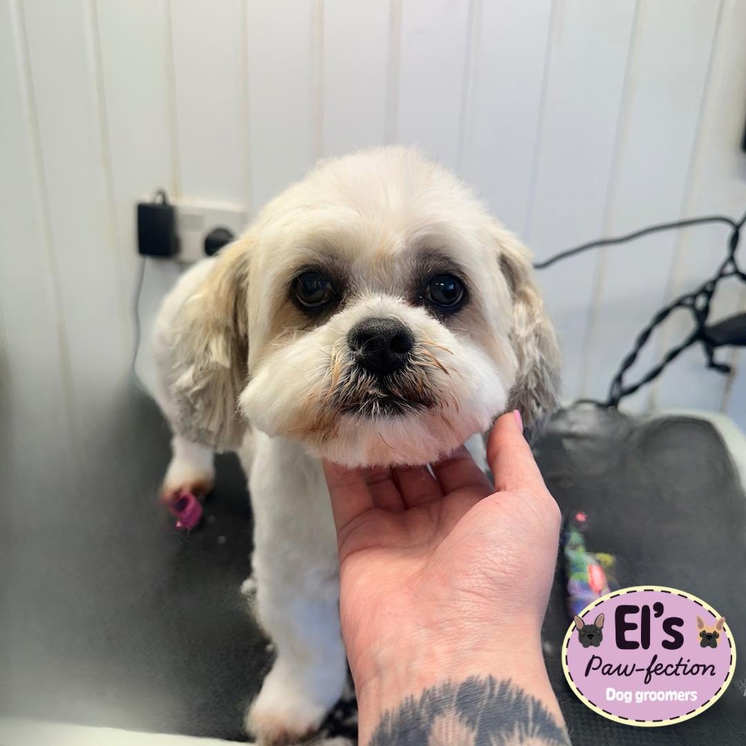 Gorgeous regular client Beau come in for her freshen up! After recently recovering from an operation, it was definitely needed🤍 

She was a good girl as ALWAYS