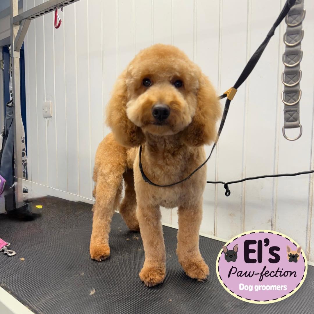 It was my mum and dad&rsquo;s gorgeous dog Leia&rsquo;s turn for a pamper today before they jet off on holiday! 

Leia the Cockapoo🤍🫧