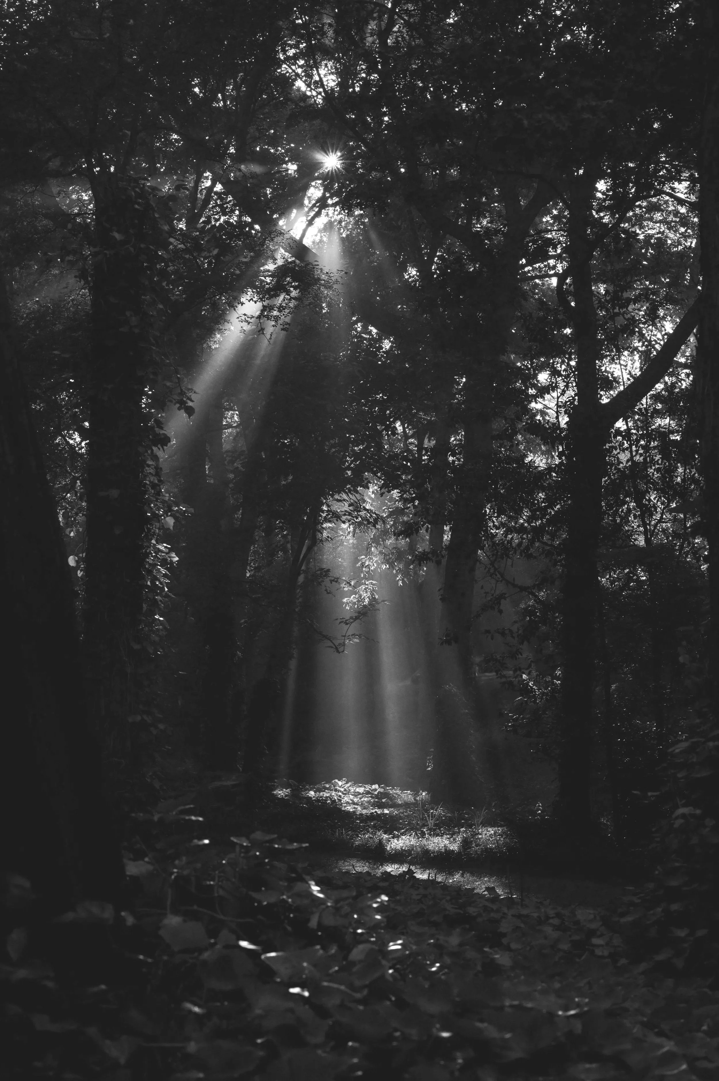 Sunlight streams through the trees in a black and white forest scene, illuminating the ground and water below.
