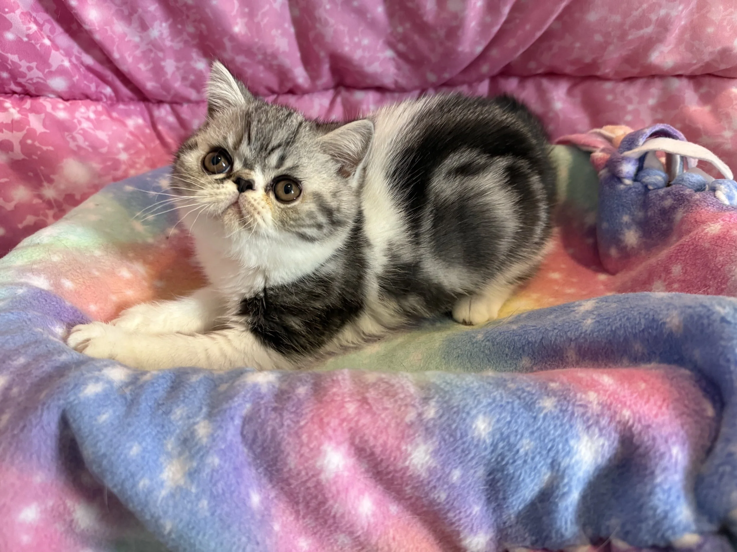 Silver Classic Tabby & White Male