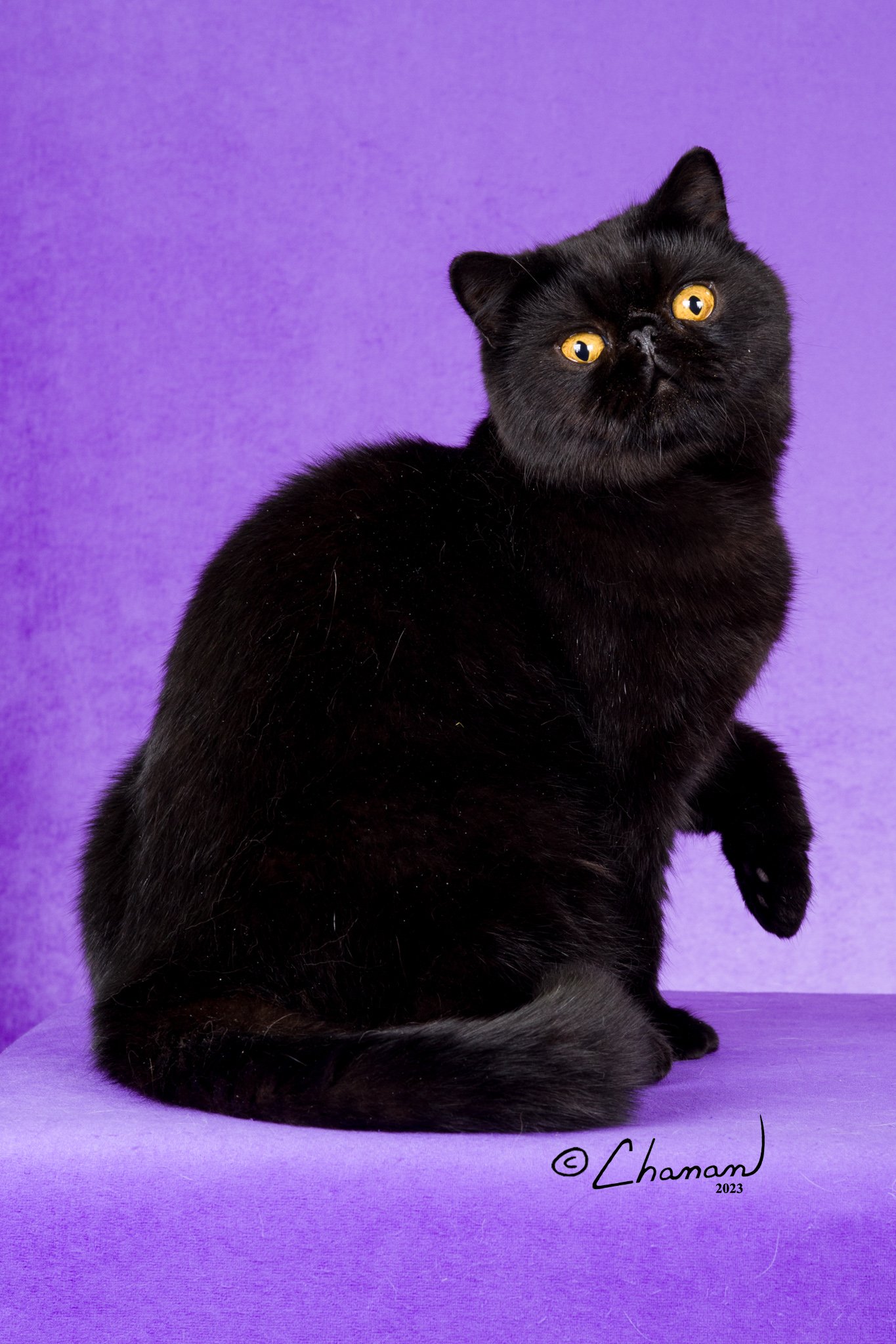 GC, AC BELCANTO'S SHADOW HUNTER ORION