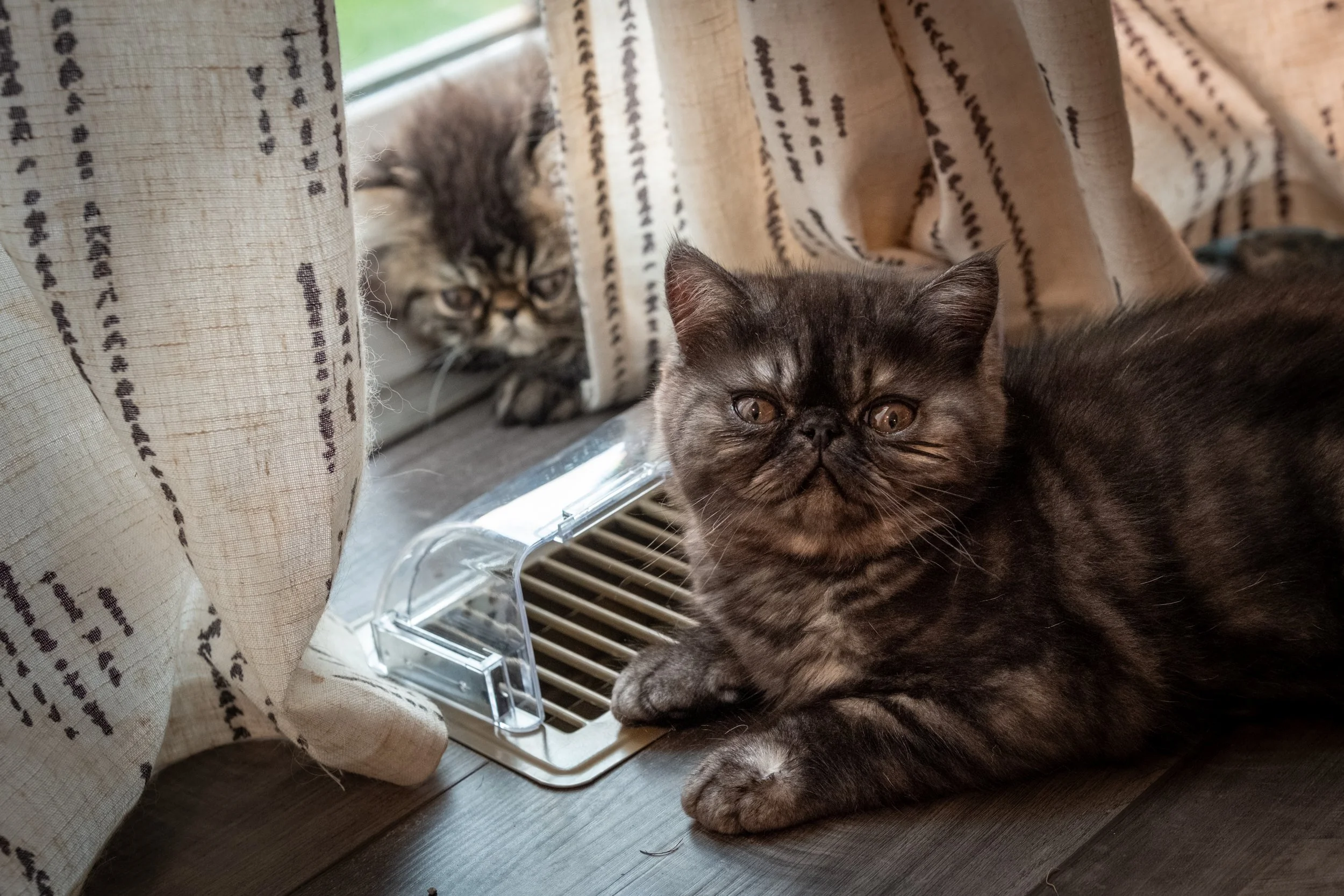 Two cats, one black with brown markings laying on the floor near a vent, and one tabby with fluffy fur peeking out from behind a curtain.