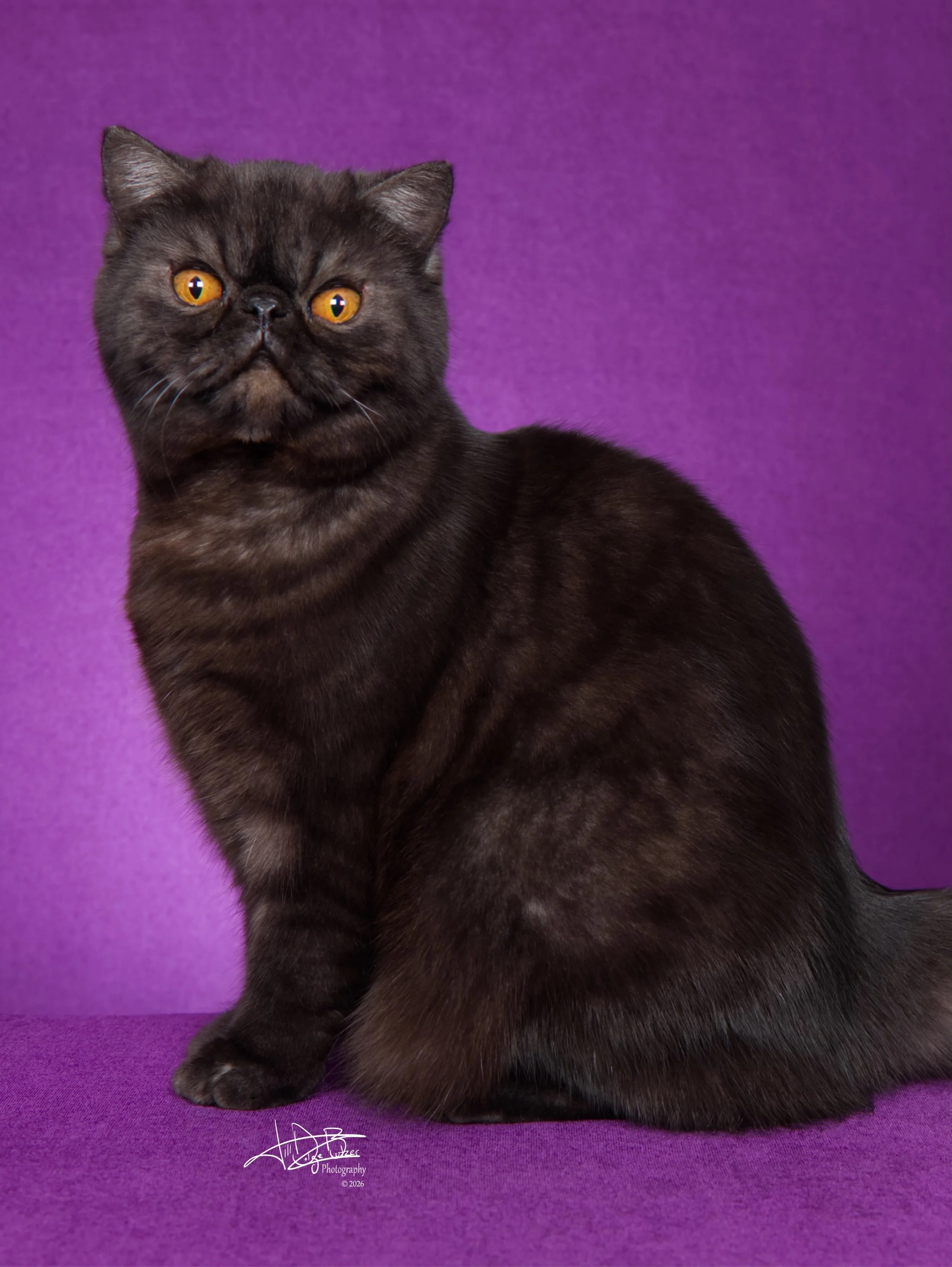 CH Cosmic Tails Luna Obscura Smokeshow