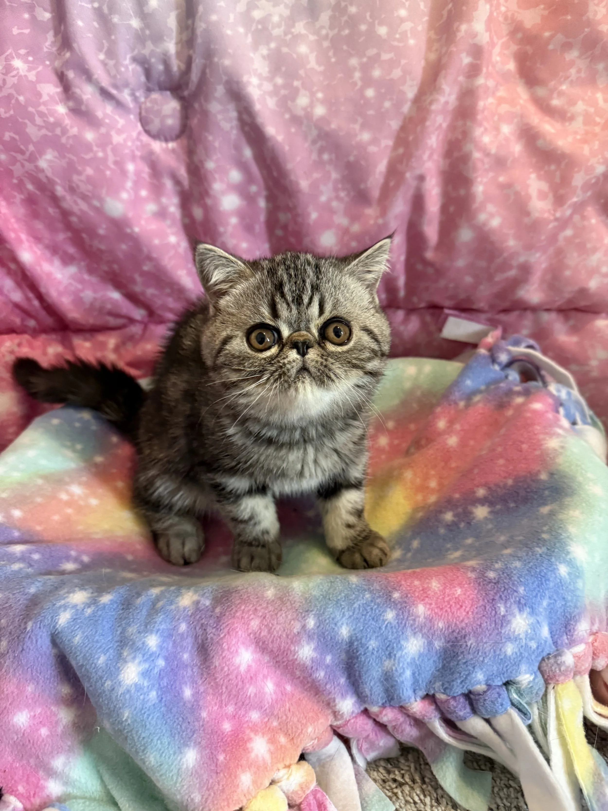 Silver Classic Tabby Male