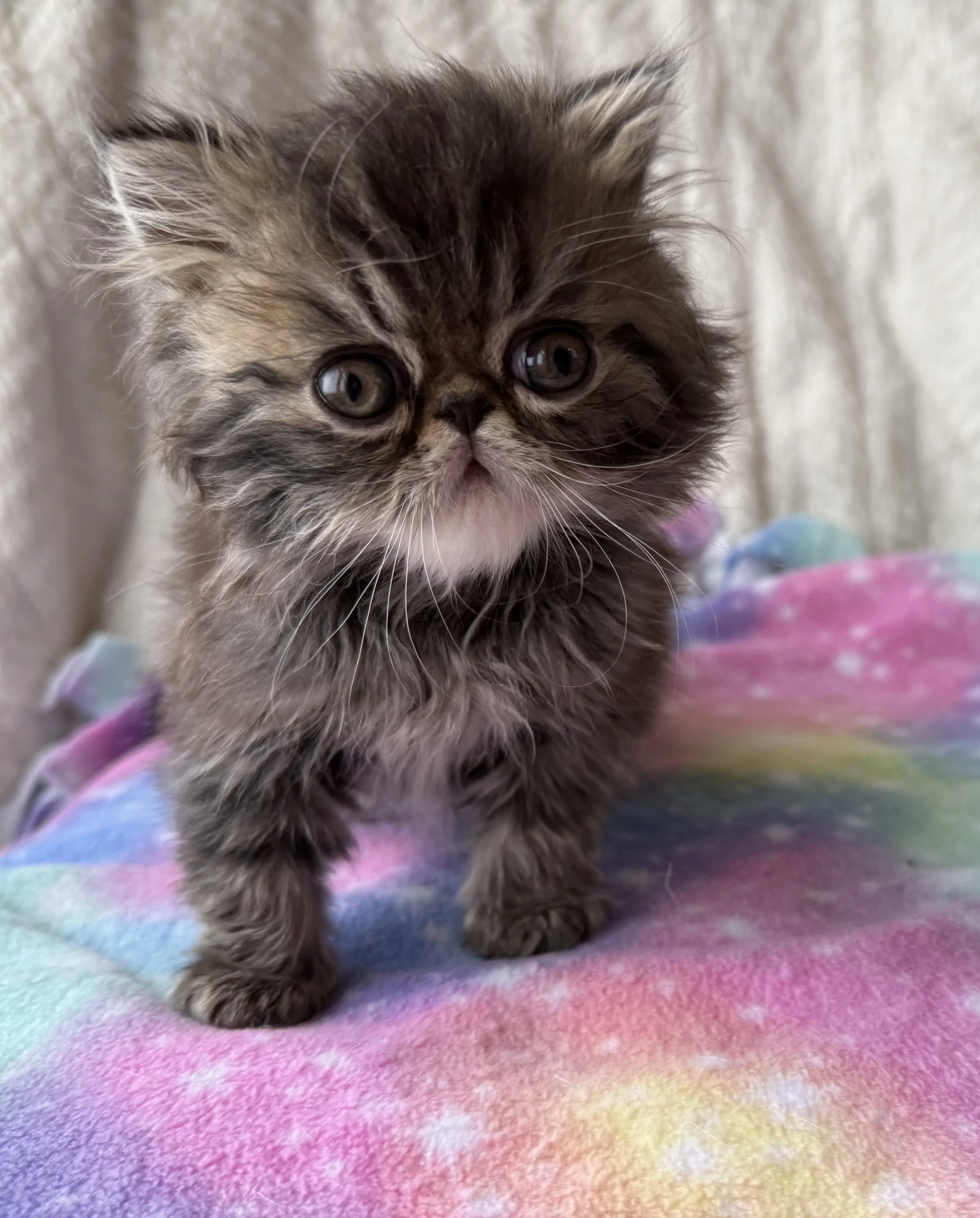 Long Hair Brown Classic Tabby - Boy
