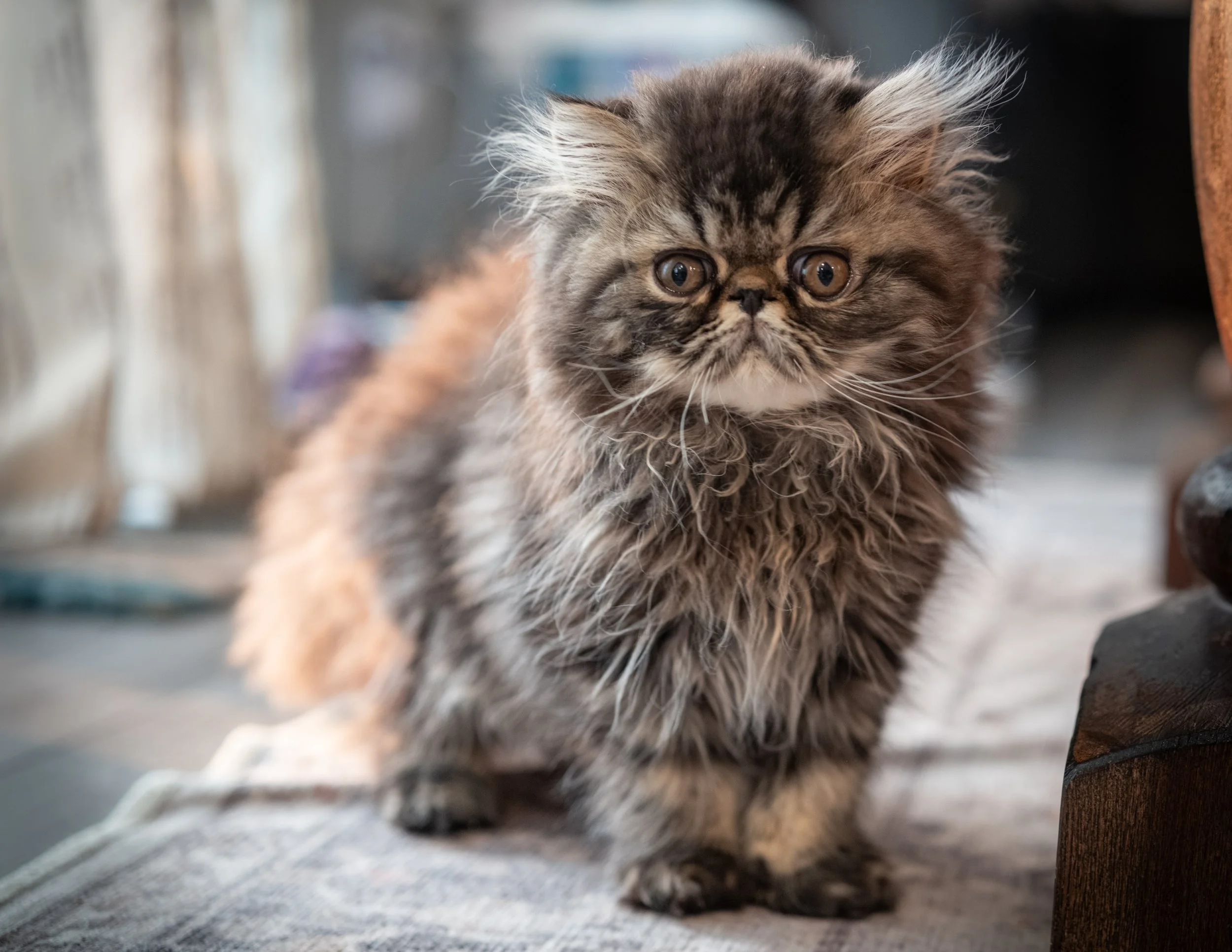Fluffy tabby kitten with wide eyes sitting on a blanket near a wooden piece of furniture.