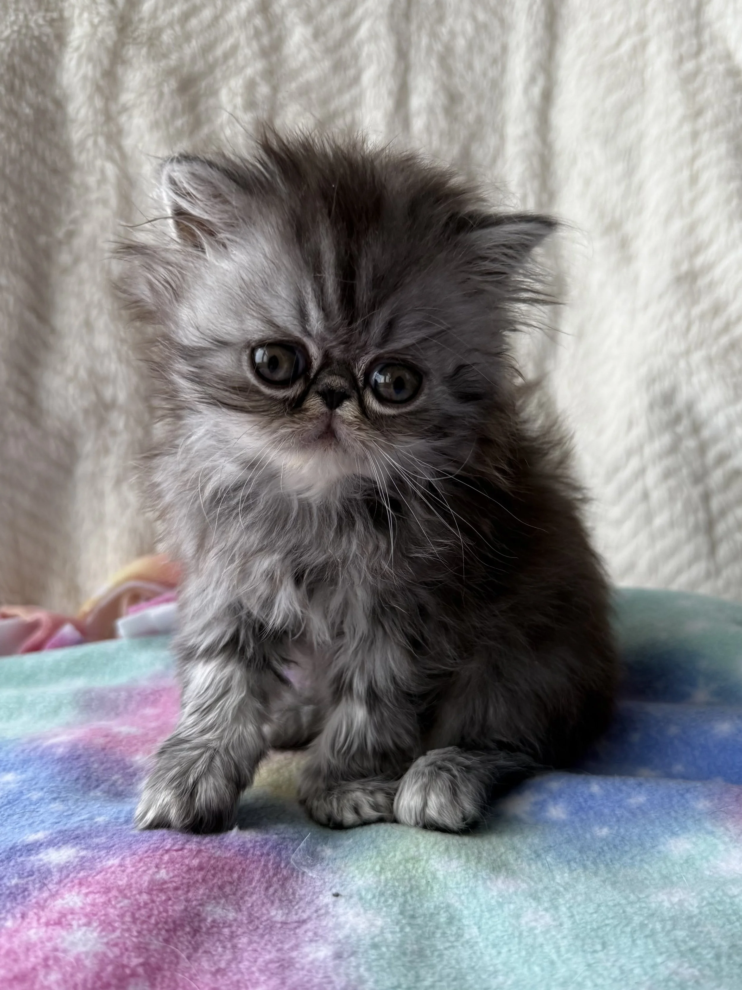 Long Hair Silver Classic Tabby - Boy