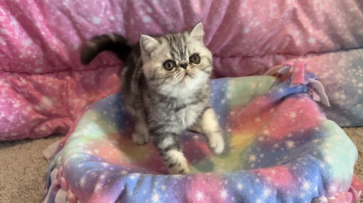 Silver Classic Tabby Male