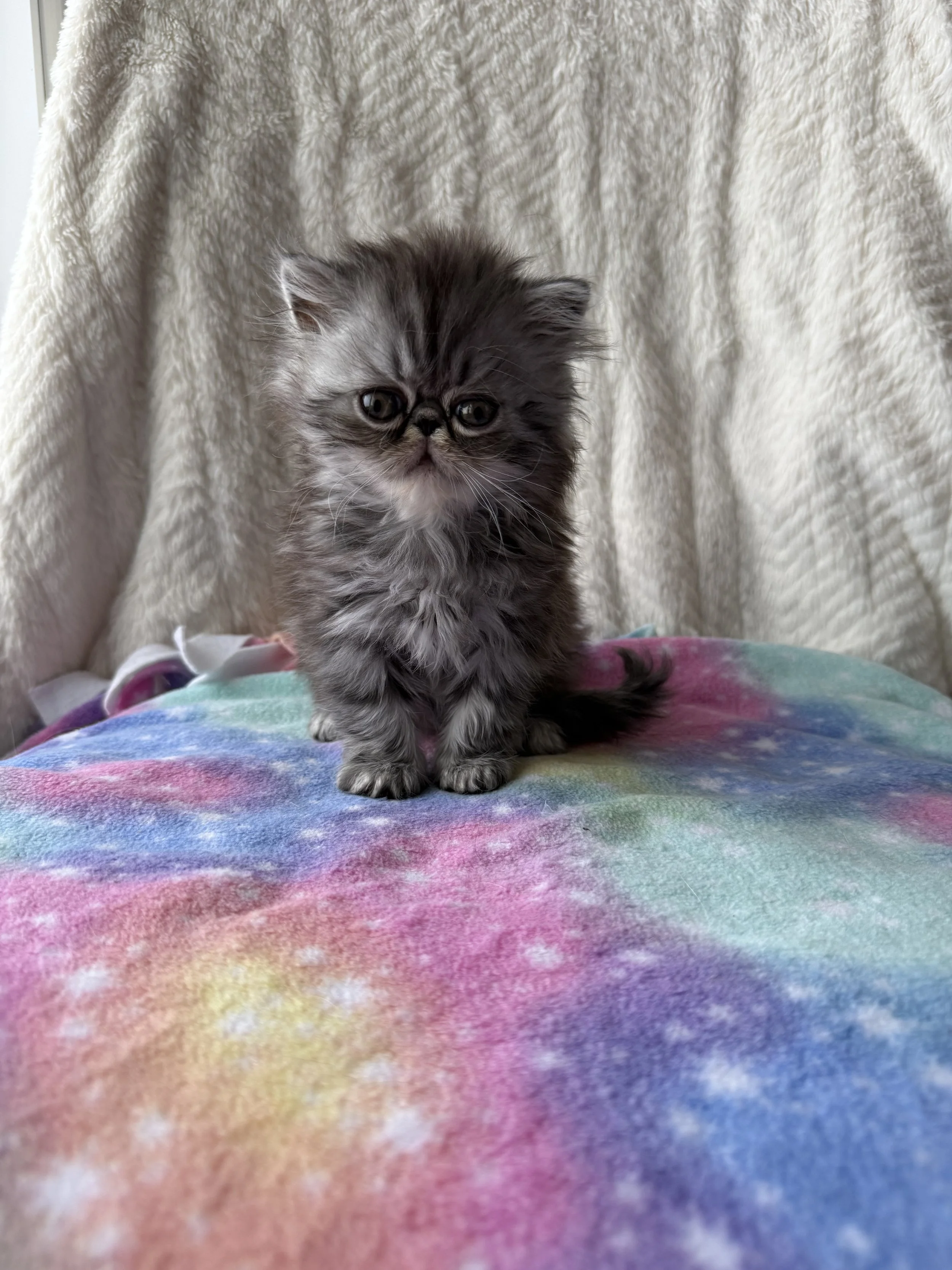 LH Silver Classic Tabby - Boy (photo #2)