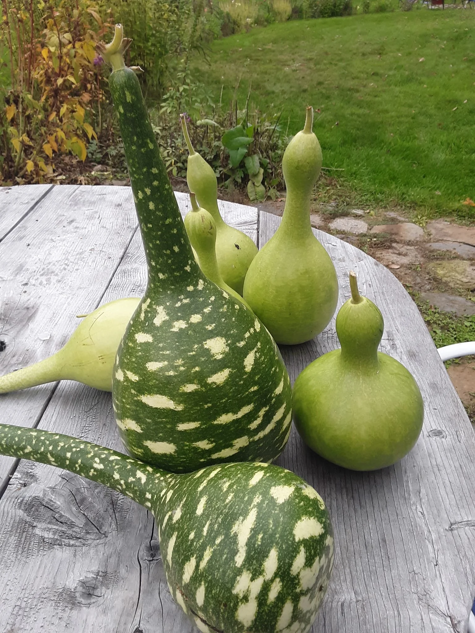 Green gourds with various shapes on a wooden table outdoors.