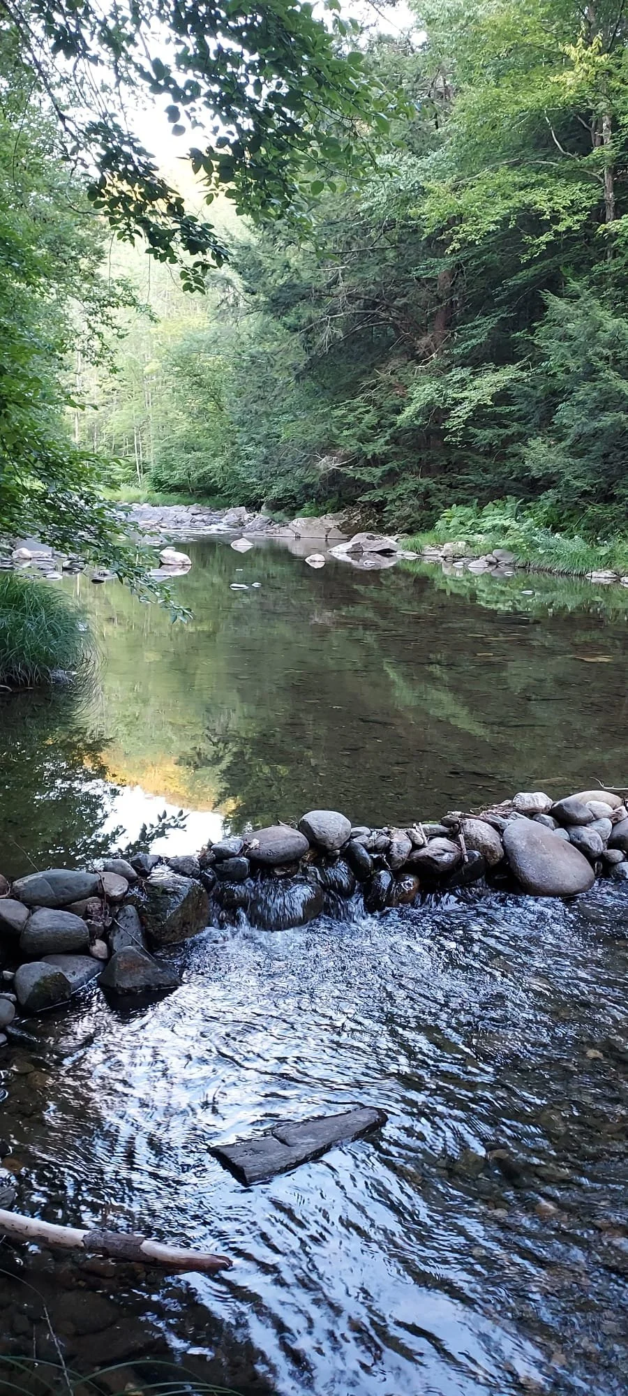 Peaceful forest stream with rocks and trees