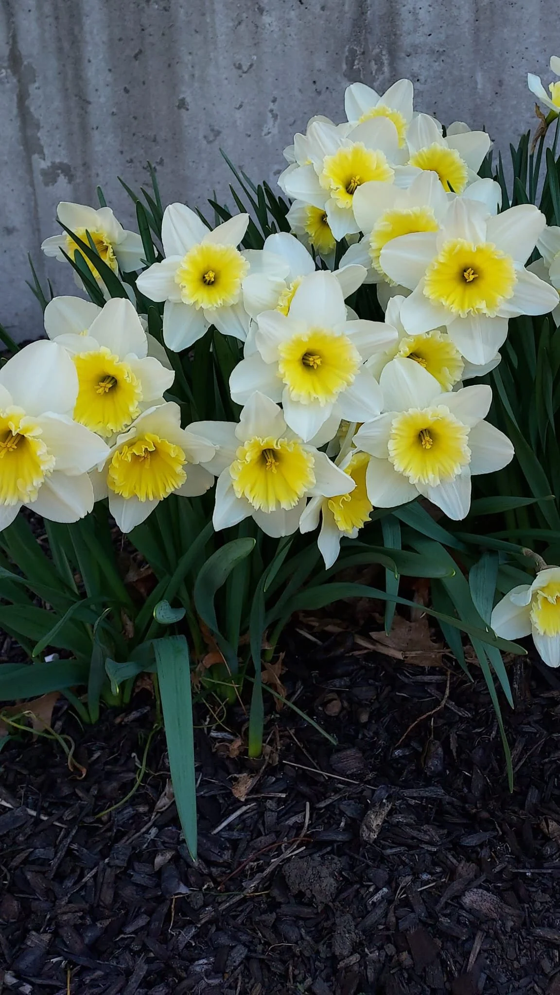 Cluster of white and yellow daffodils with green leaves against a concrete background.