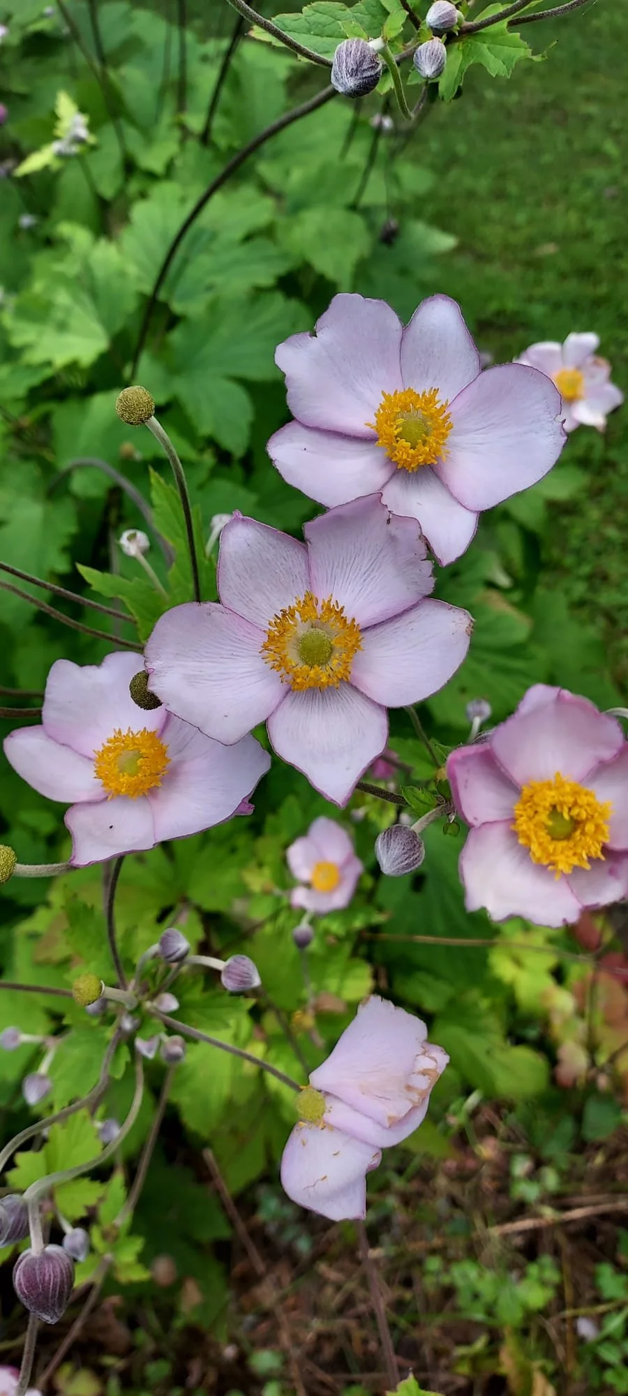 Pink anemone flowers with yellow centers in a garden.