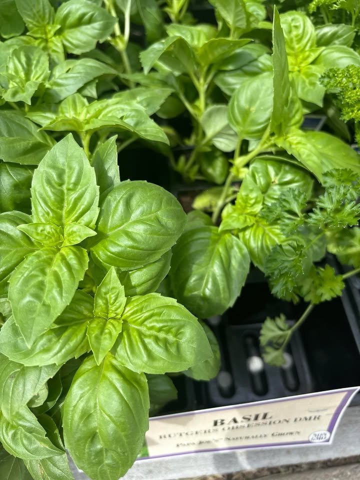 basil.jpg