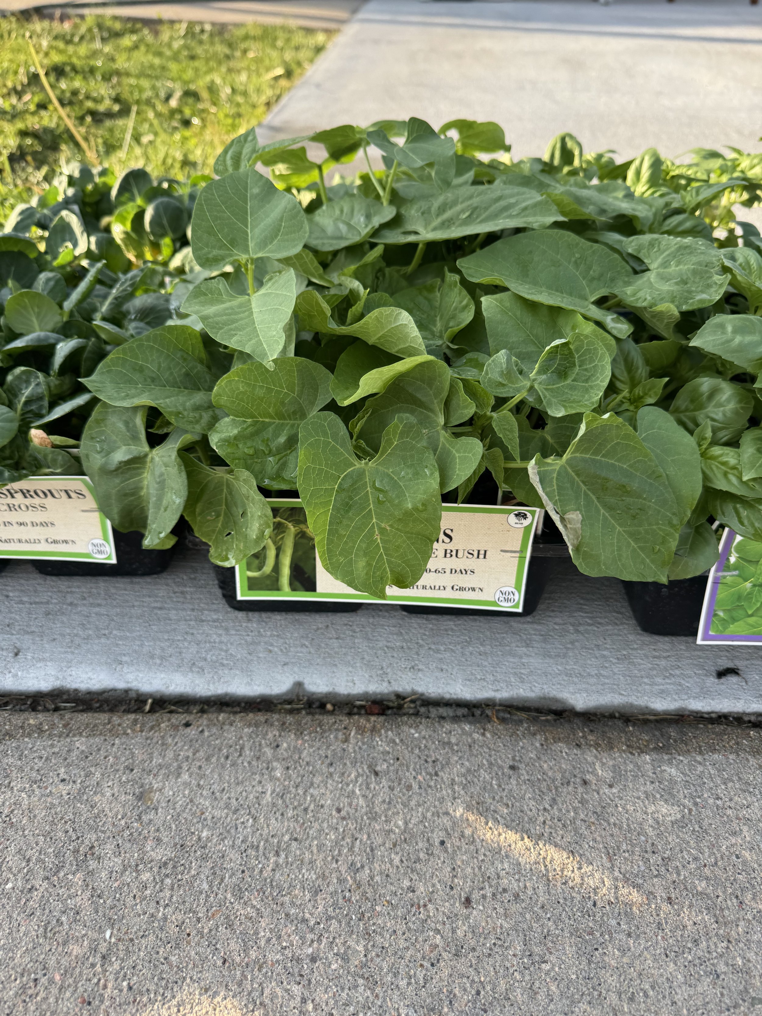 Green Bean bush plant
