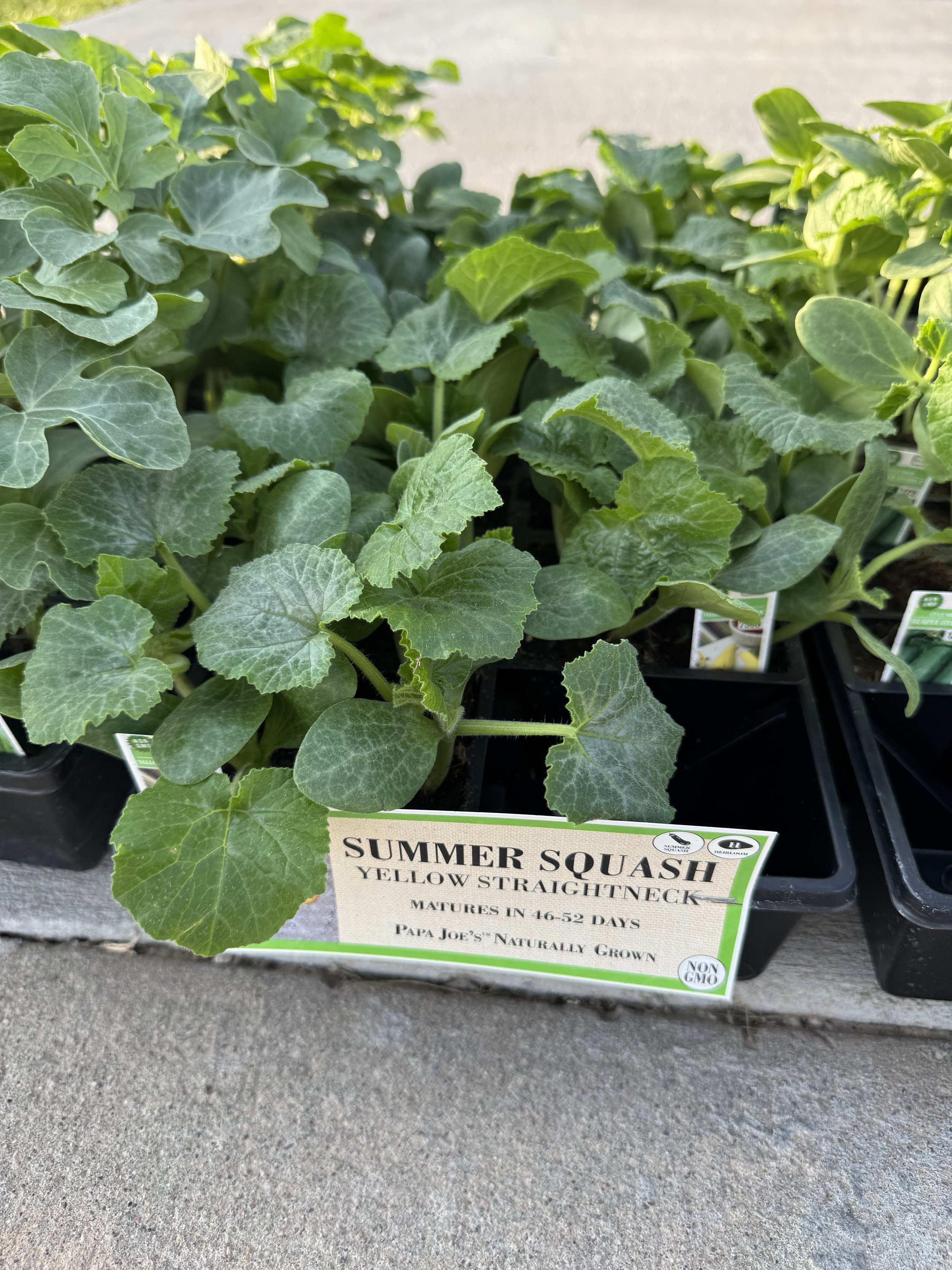 Summer squash