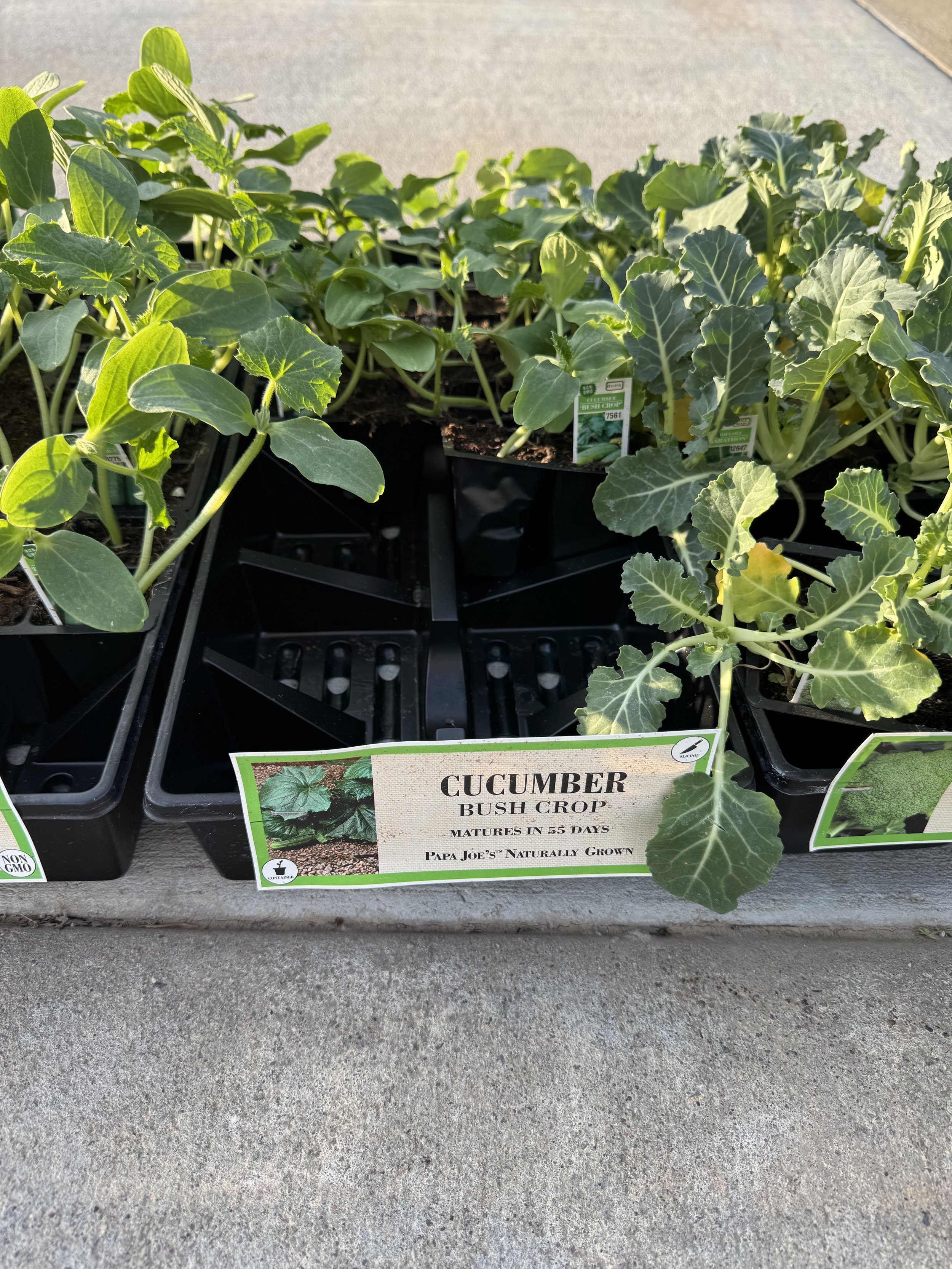 Cucumber( Bush)