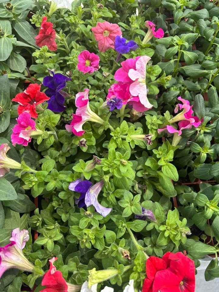 Petunia