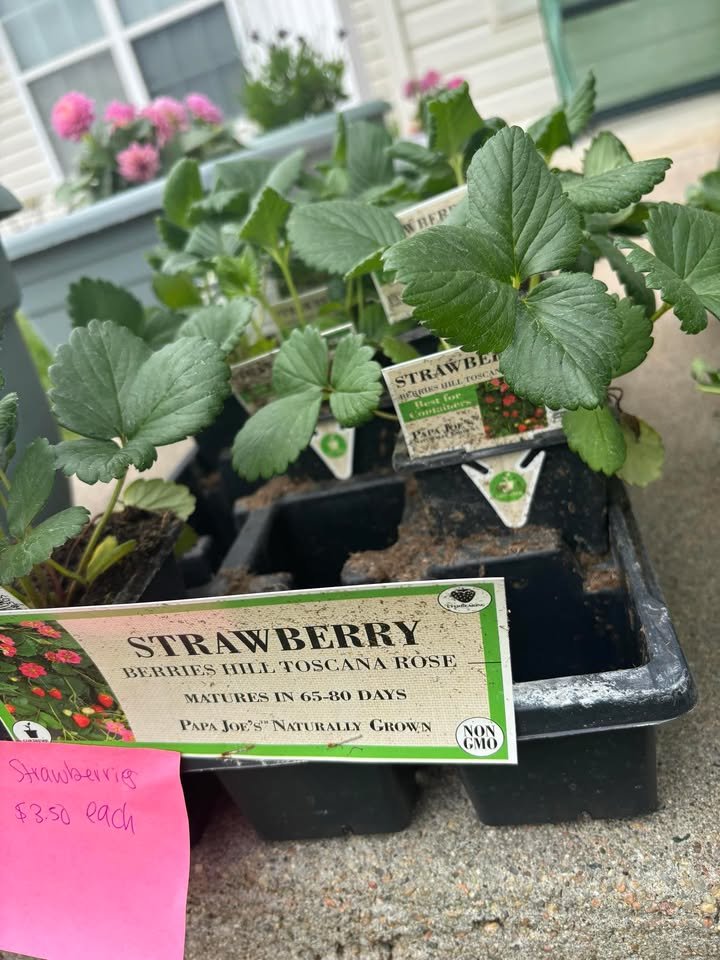 Strawberry